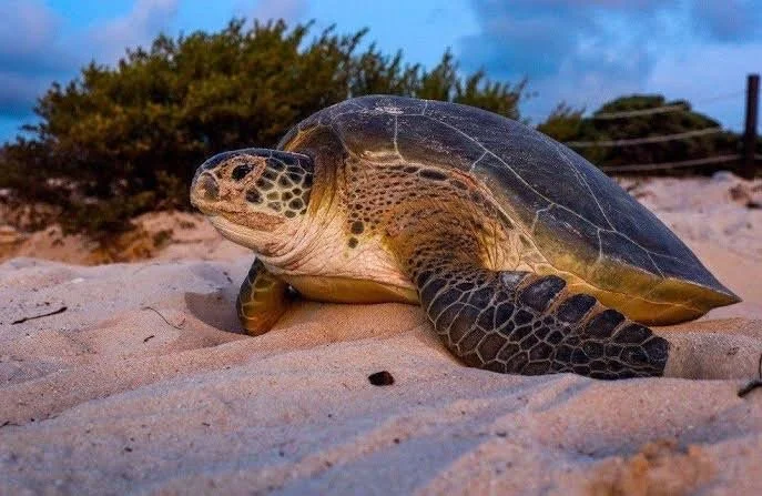 Alistan campaña para temporada de anidación de Tortugas en Quintana Roo