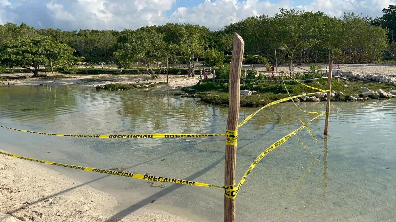 Tendrá tramo Playa del Carmen-Tulum del Tren Maya mayor número de “pausas de fauna”