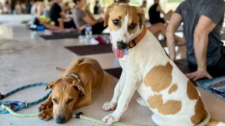 Campañas de esterilización de mascotas en Tulum contarán con presupuesto de 1 mdp