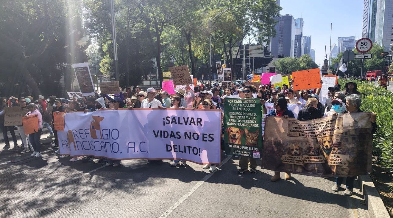 Gobierno desaloja a más de 900 perros y gatos del Refugio Franciscano en disputa por un predio en Cuajimalpa, CDMX