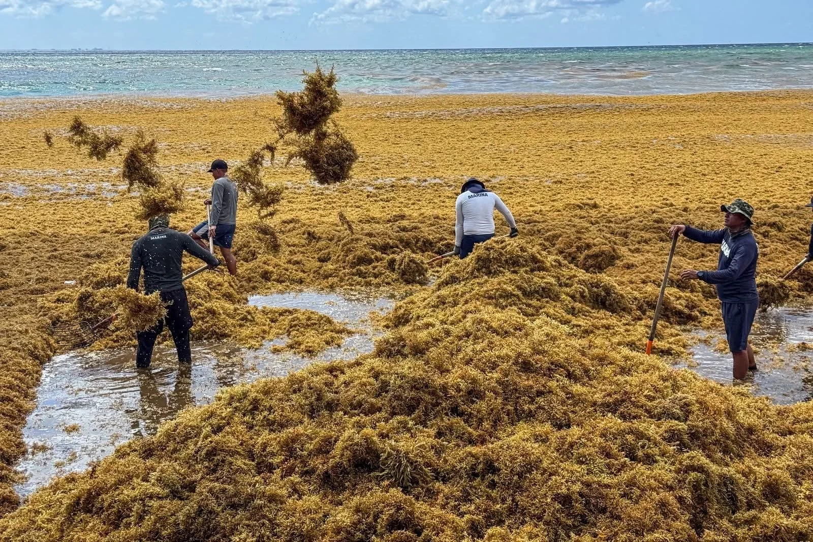 Altos niveles de sargazo llegan a las costas de Quintana Roo en pleno inicio de la temporada vacacional