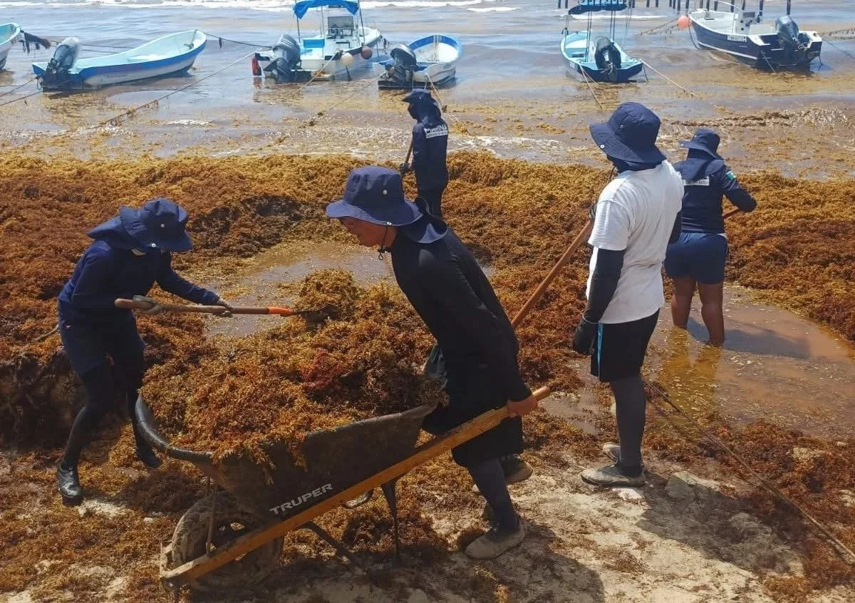 Semar suma un total de 100 elementos dedicados a las actividades de recolección de sargazo en Tulum