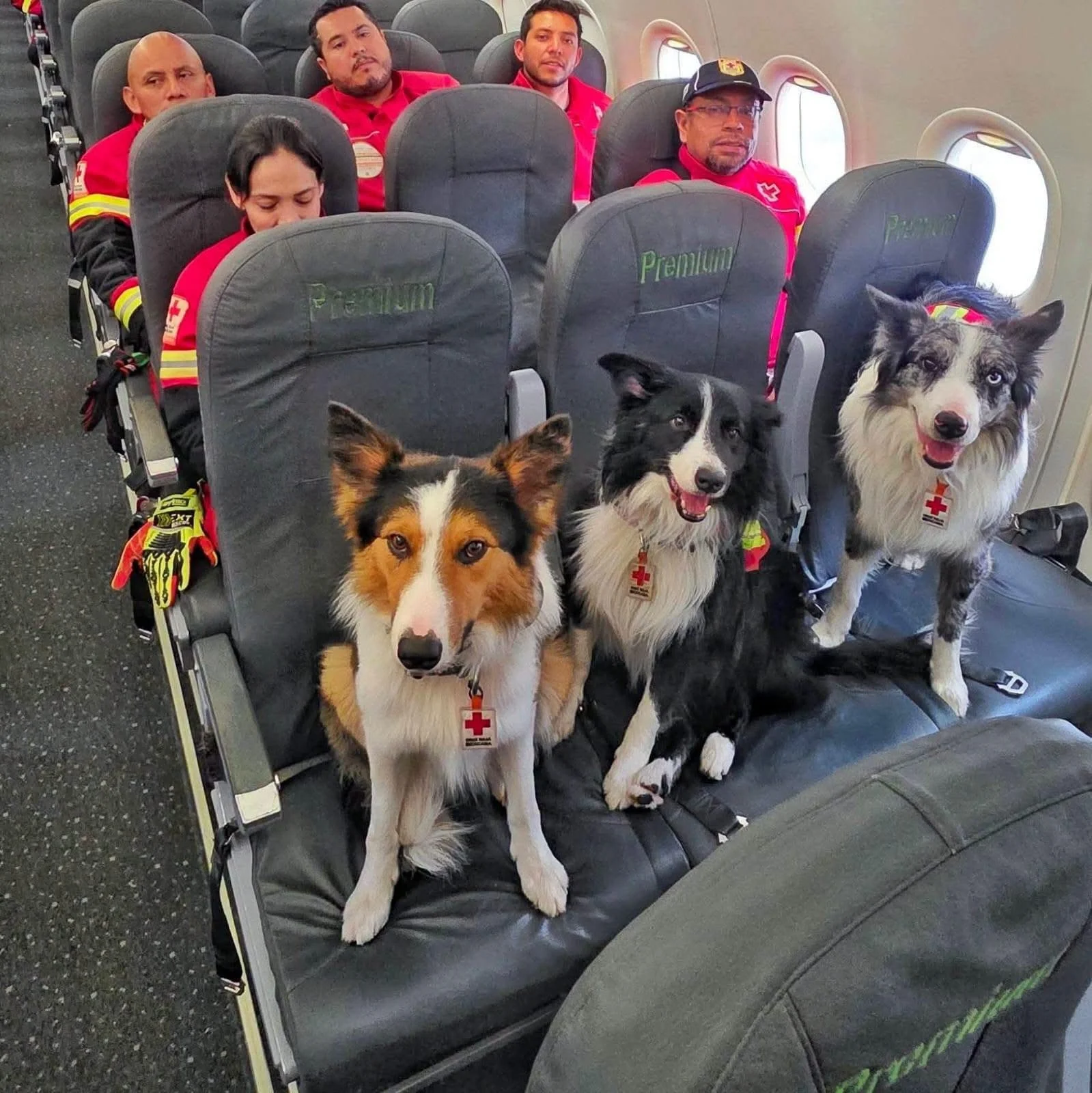 México envía brigada de rescate y binomios caninos para apoyar a Venezuela tras los sismos&nbsp;