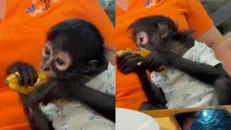 PROFEPA abre investigación contra regidora de Jalisco por presunta posesión de un mono araña