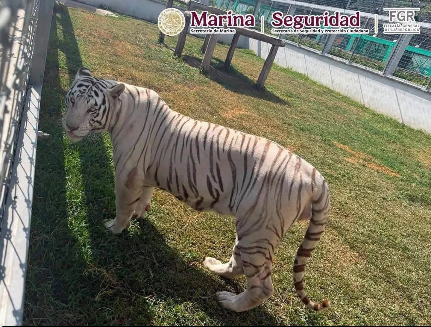 Operativo contra huachicol lleva al hallazgo de más de 130 animales exóticos en Tamaulipas