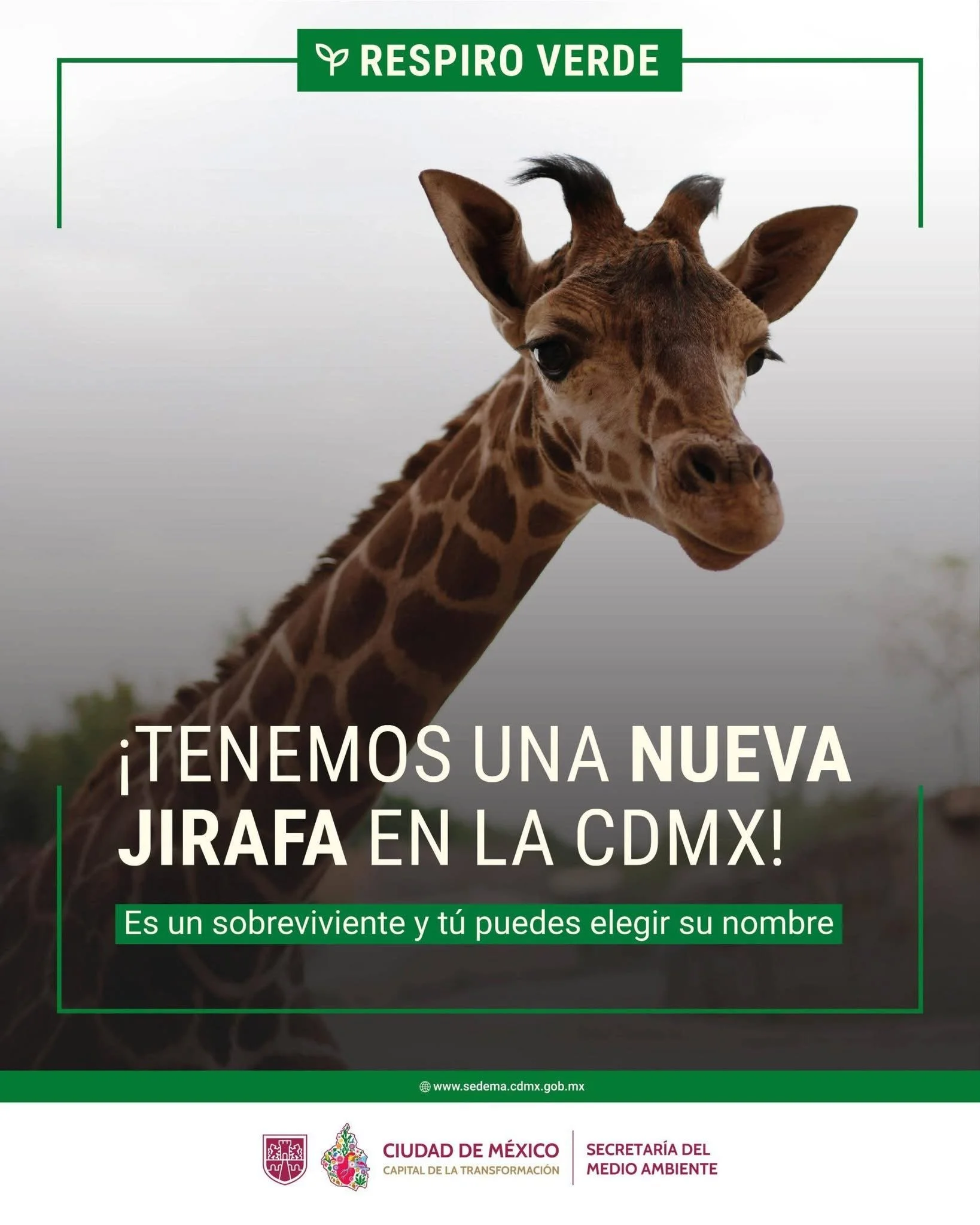 Zoológico de San Juan de Aragón da la bienvenida a una nueva cría de Jirafa en la CDMX