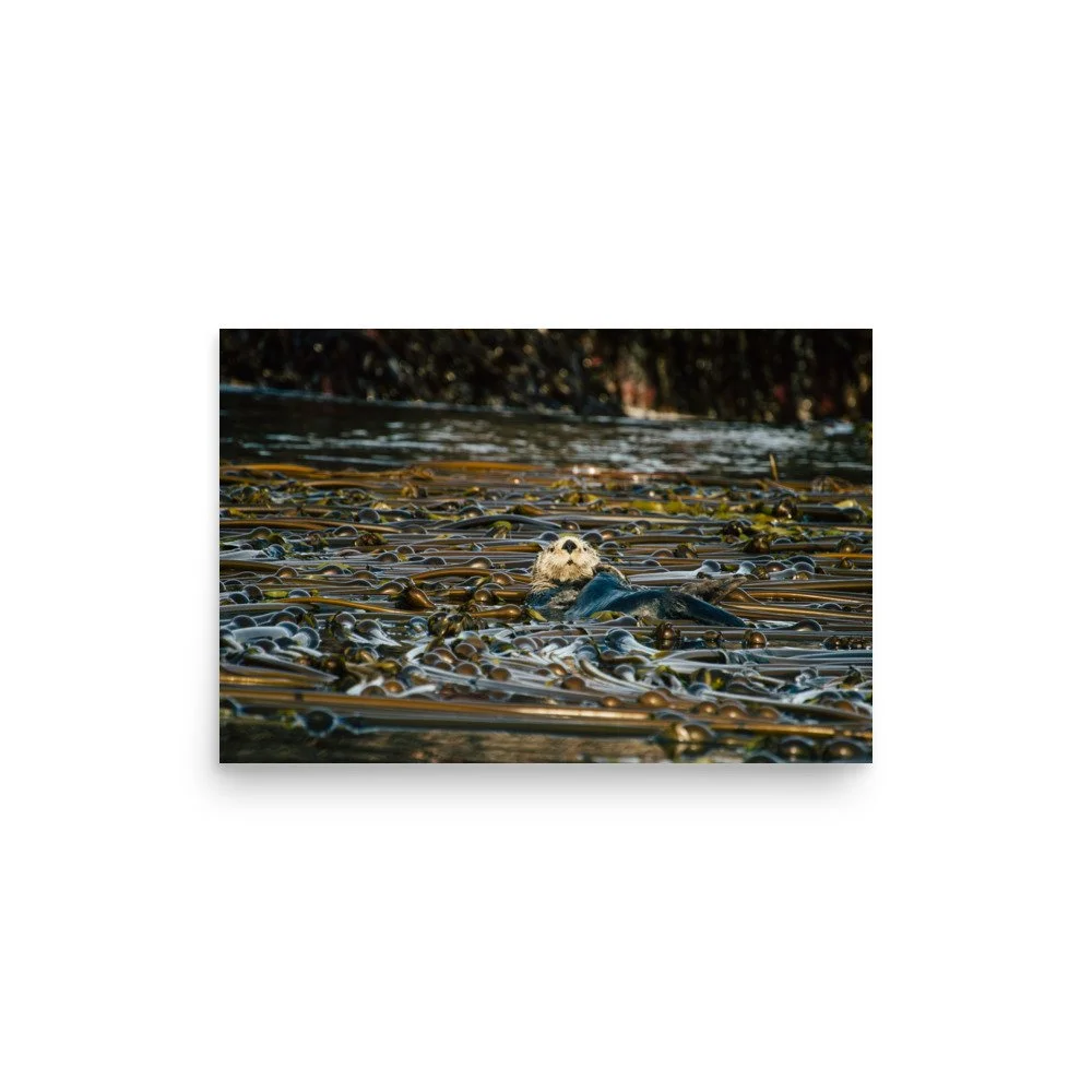 premium-luster-photo-paper-poster-(in)-12x18-front-64deffc2dd57e.jpg