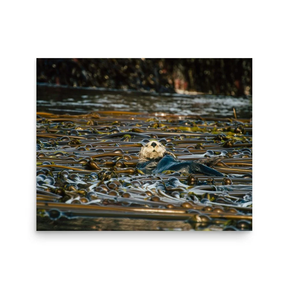 premium-luster-photo-paper-poster-(in)-16x20-front-64deffc2dd641.jpg
