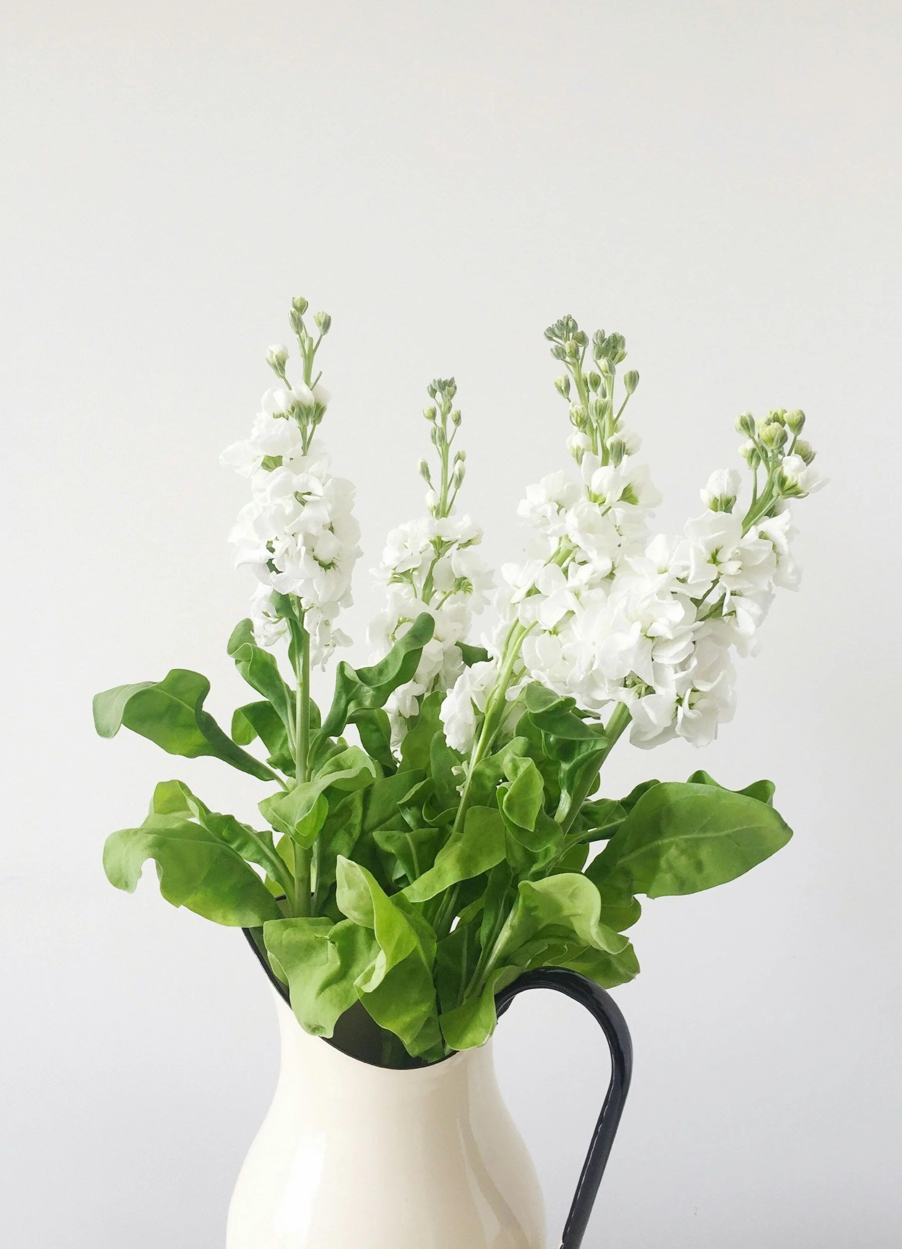 White flowers with green leaves in a white vase with a black handle, set against a plain white background.