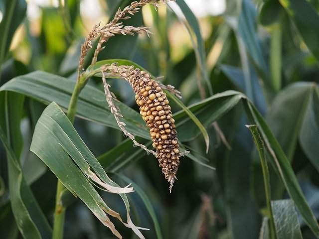 More CO2 in the atmosphere hurts key plants and crops more than it helps