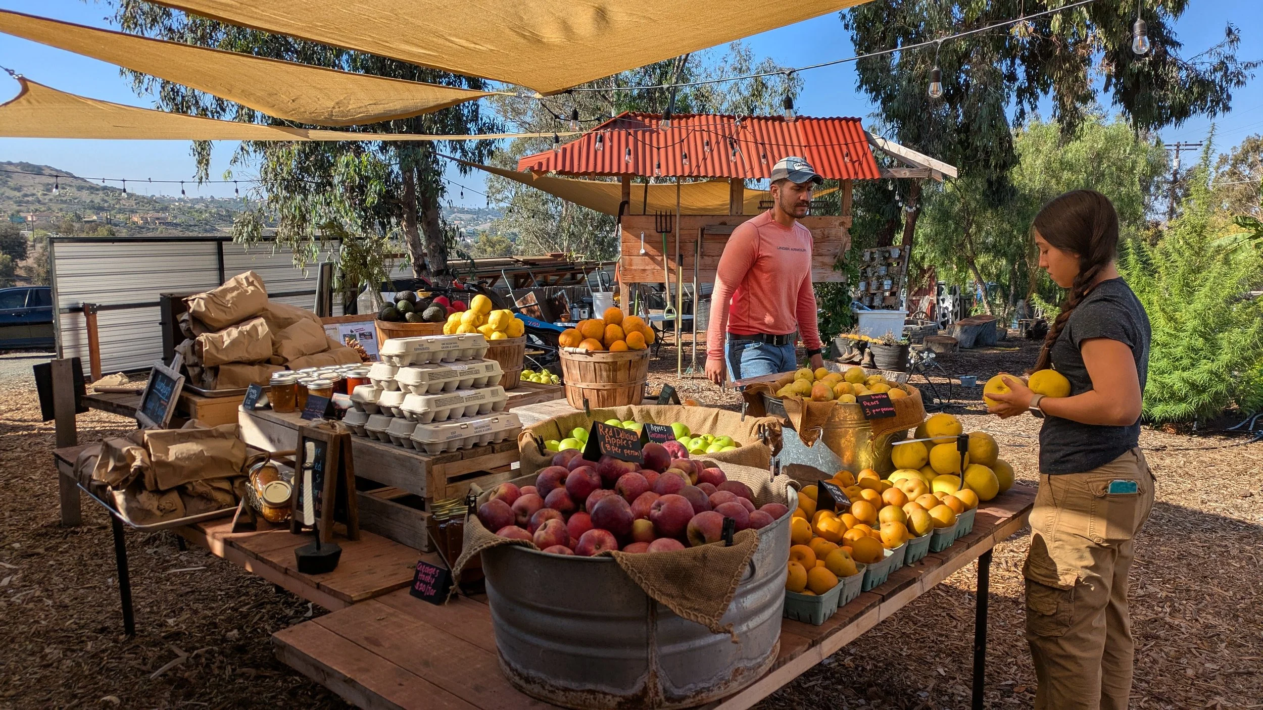 Nothing is ever so expensive as what is offered for free