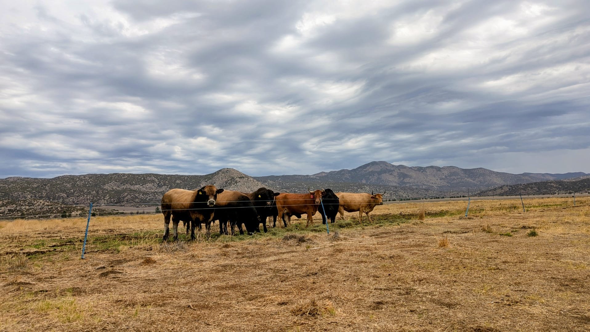 Ranchito Visits Perennial Pastures Raw Dairy Farm 