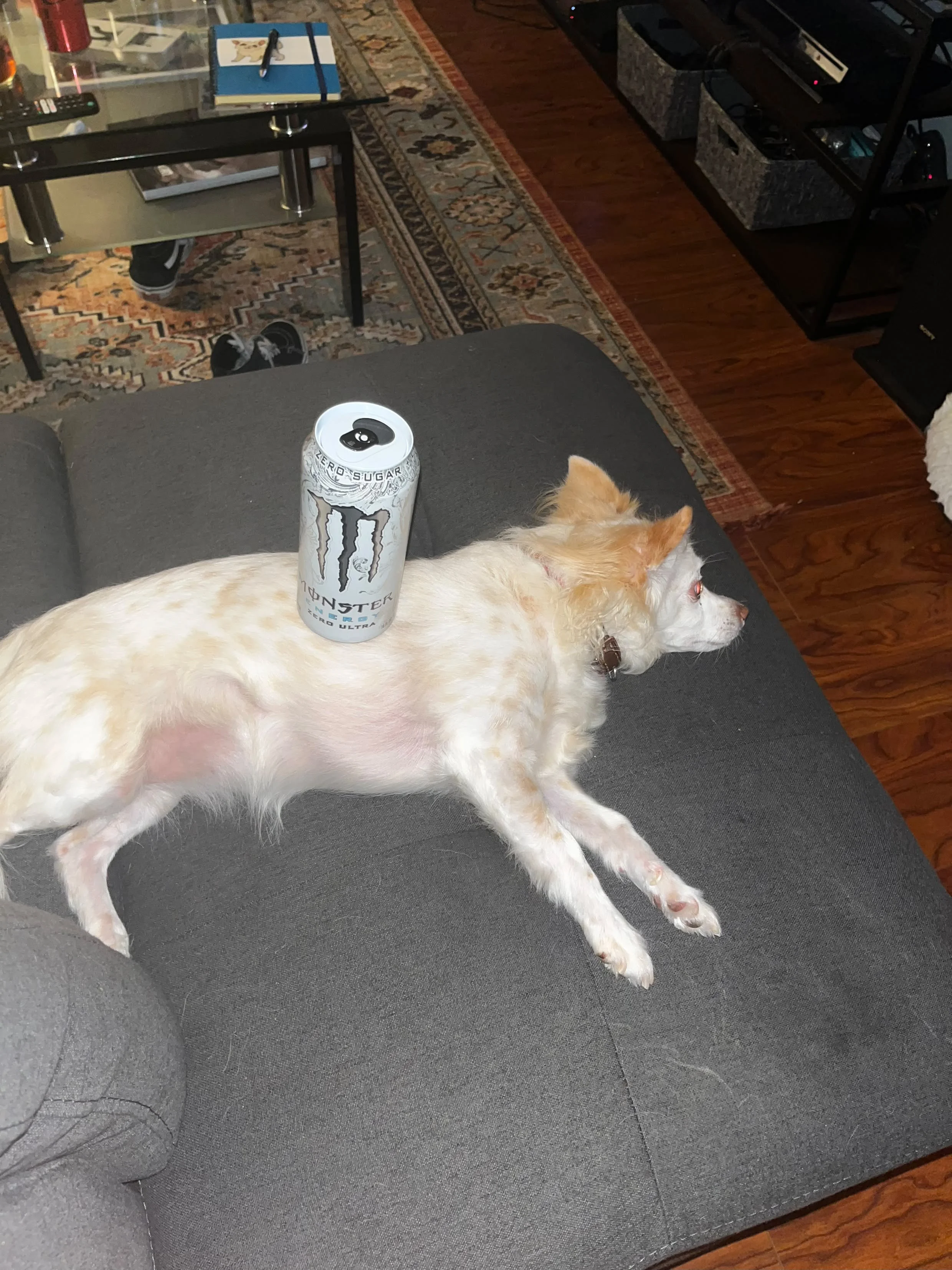 Community Voices: Failure and Guilty Dogs