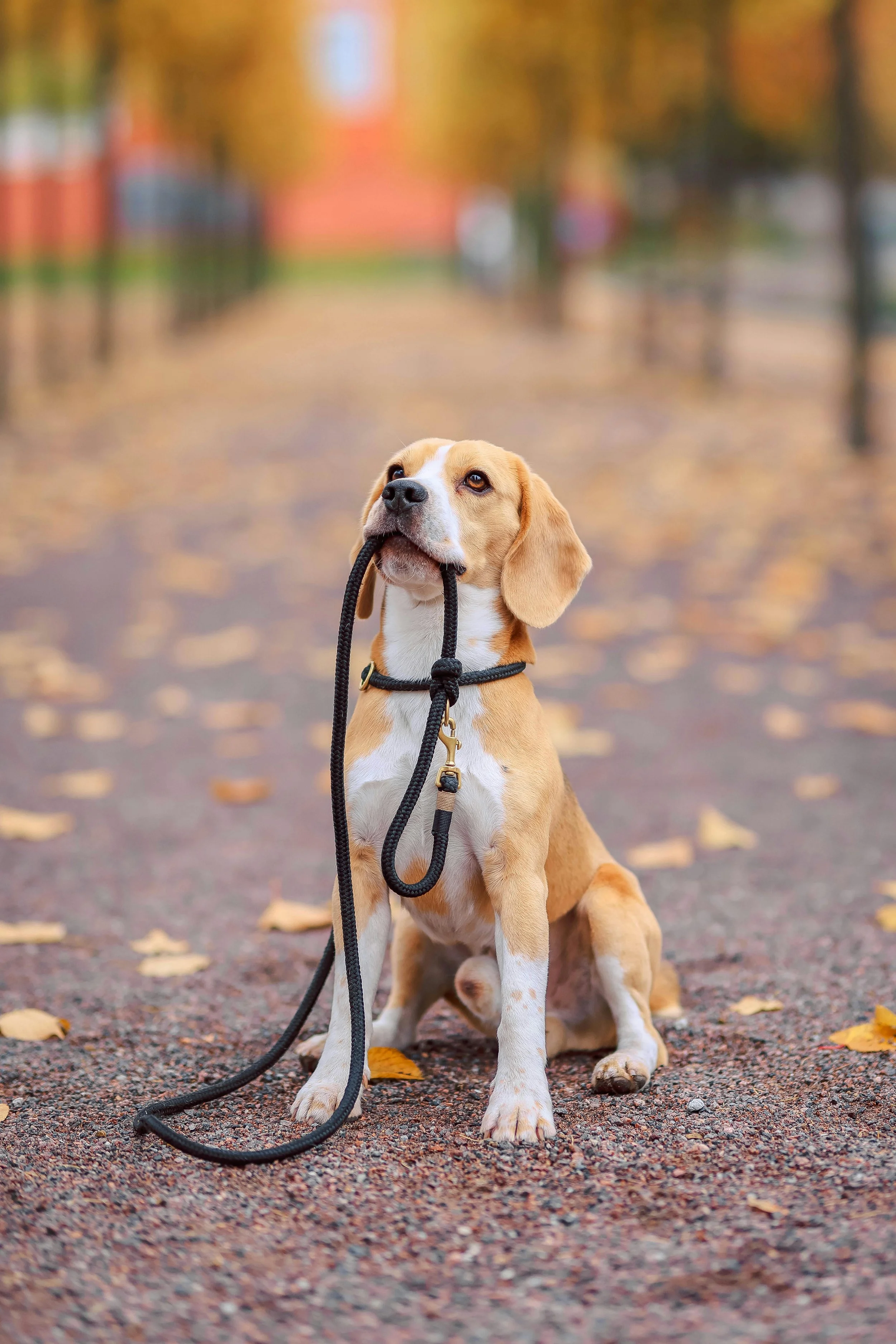 When Your Pet Stares at Their Lead, Are They Actually Telling You Something?