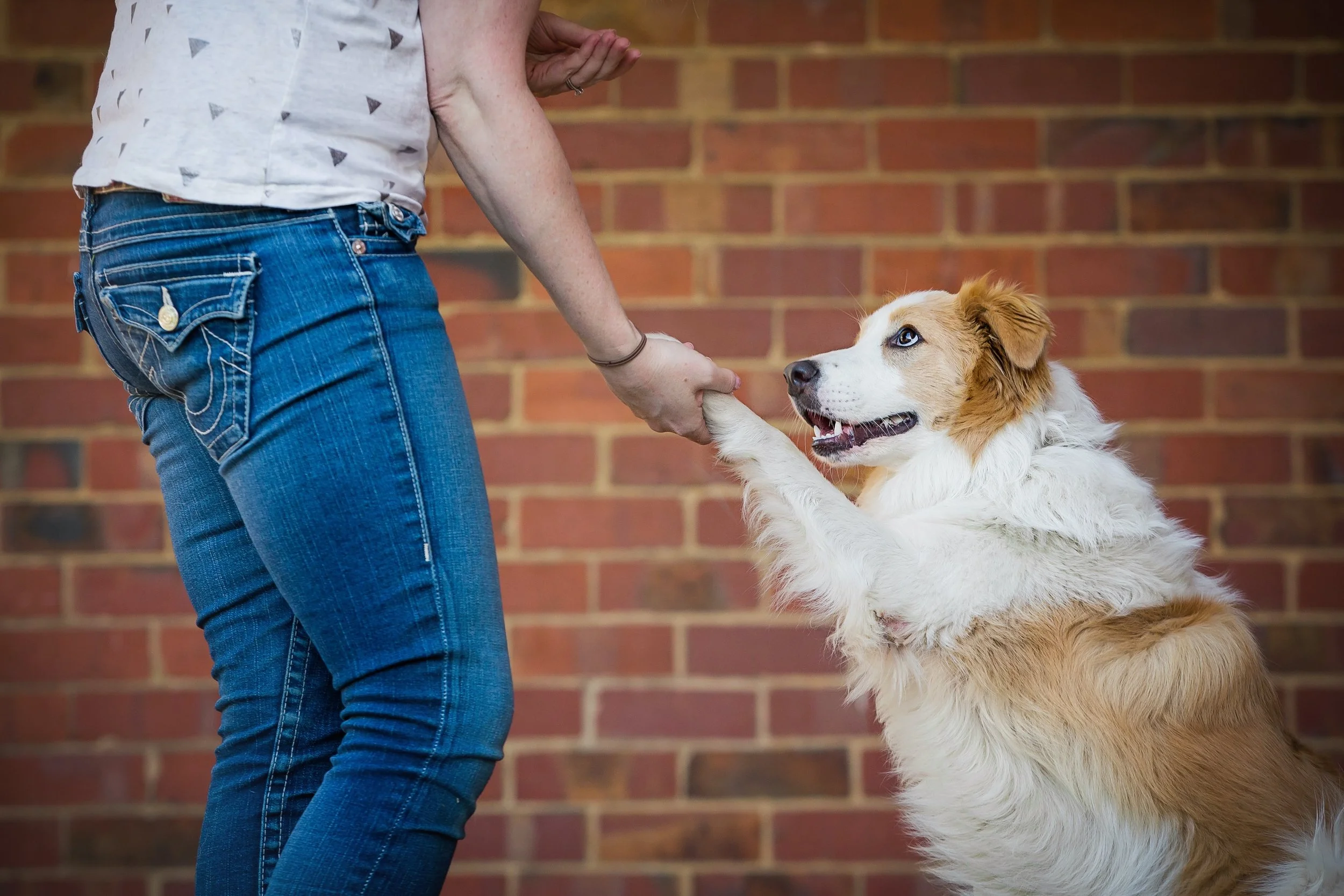 Dog Behaviour Consultations | Understanding & Changing Behaviour Kindly ...