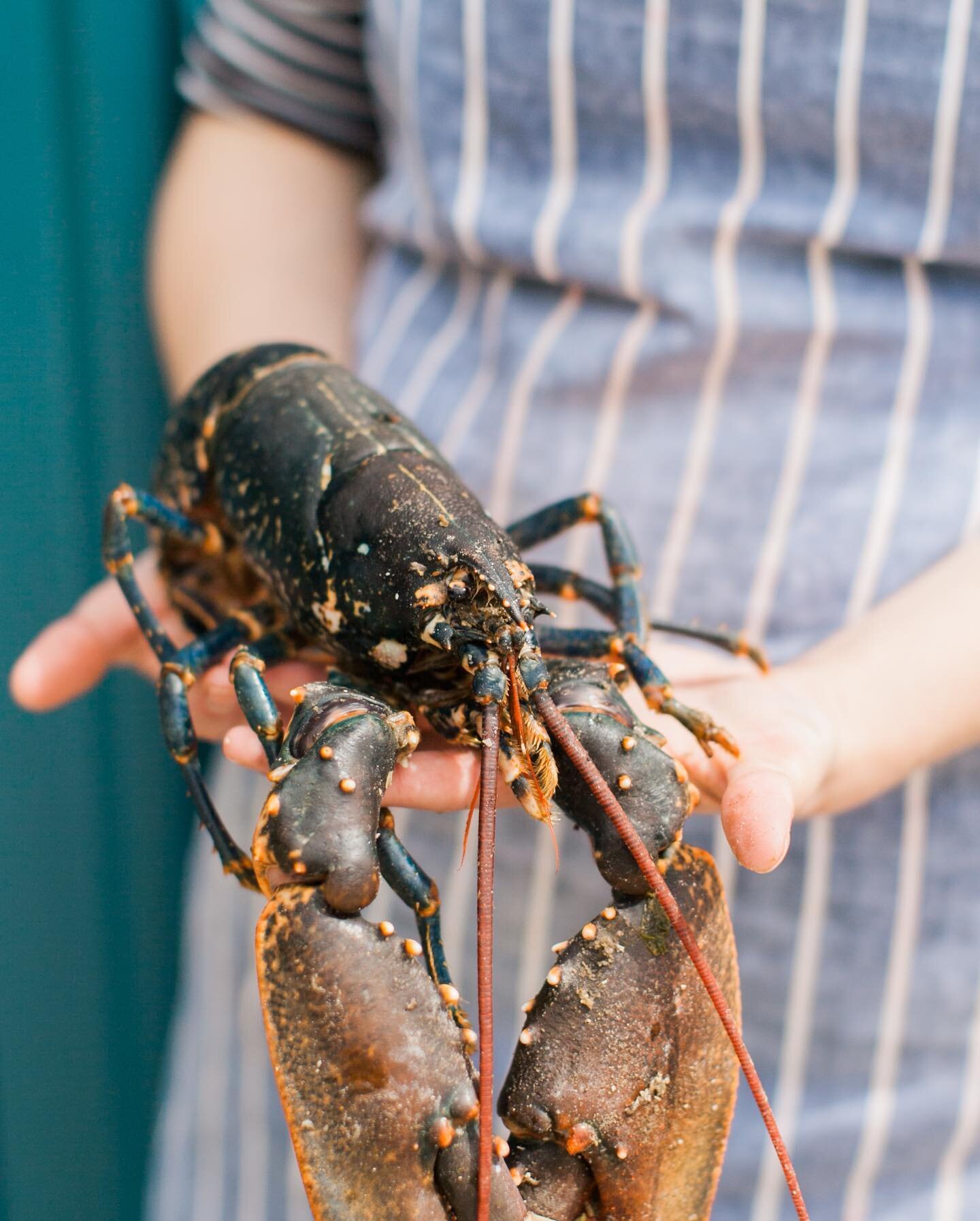 Lobster time! Did you know that lobsters have their seasons? 

Hard shelled lobsters will have more salty, savoury meat than the sweeter soft shelled ones.

So the best time to eat a lobster is when his shell is hard: this is after it has shed its sh