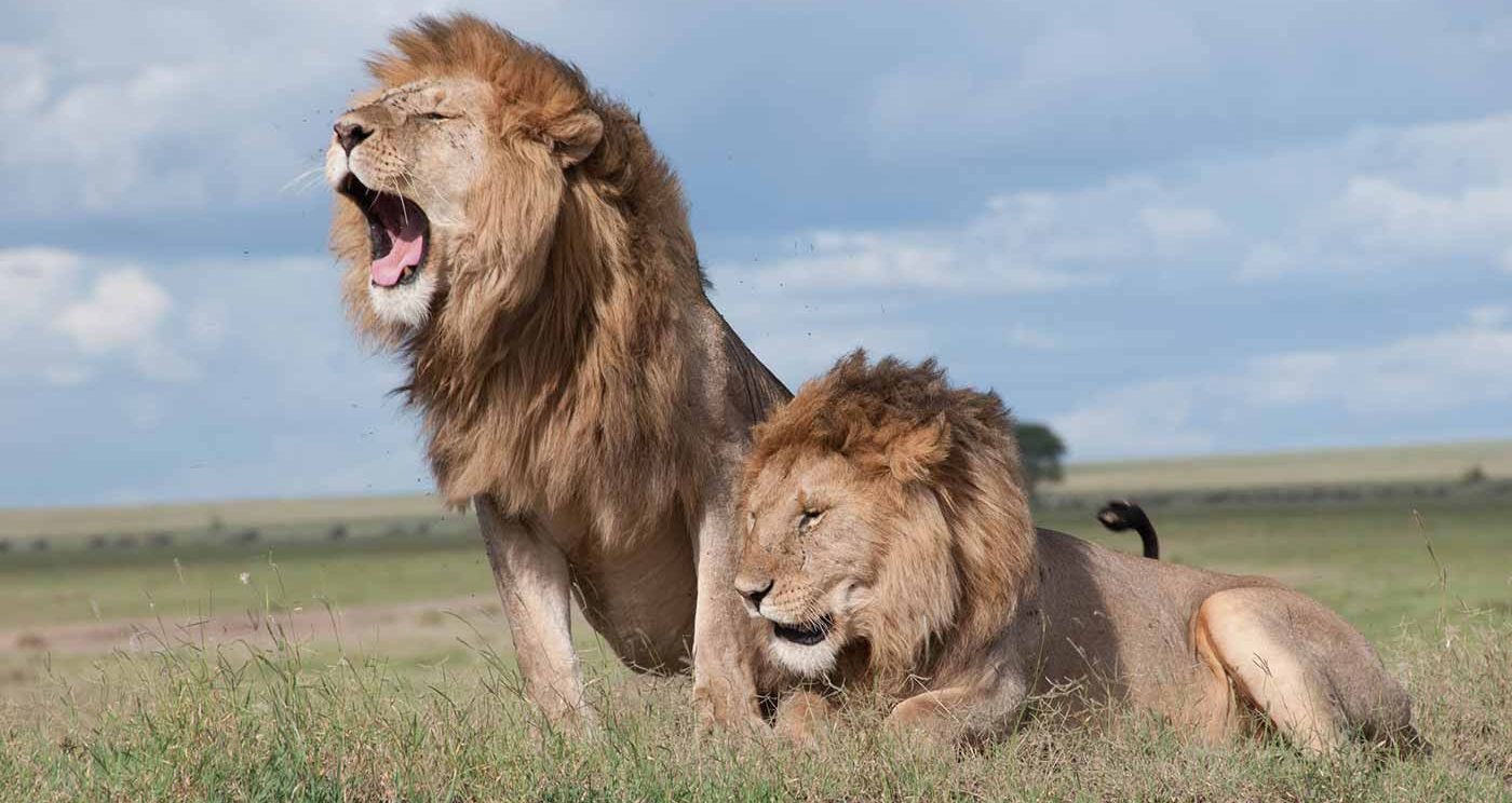 Nairobi-National-Park-lion-1400x744.jpeg