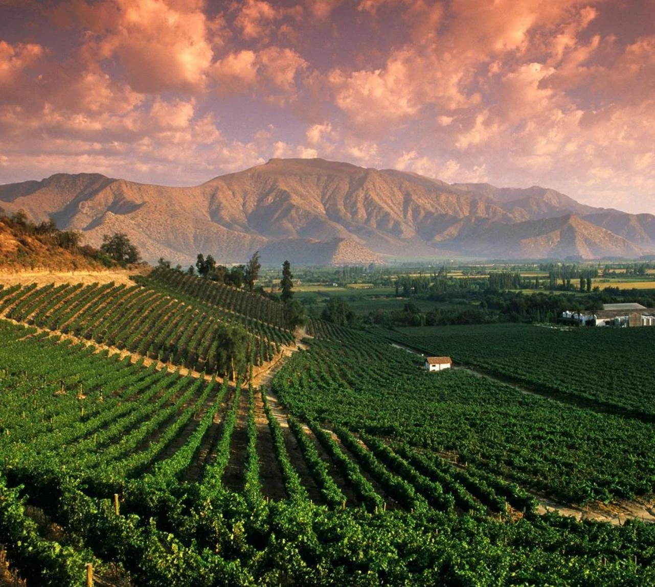 Mendoza+vineyards+mtn+bkgrd.jpeg