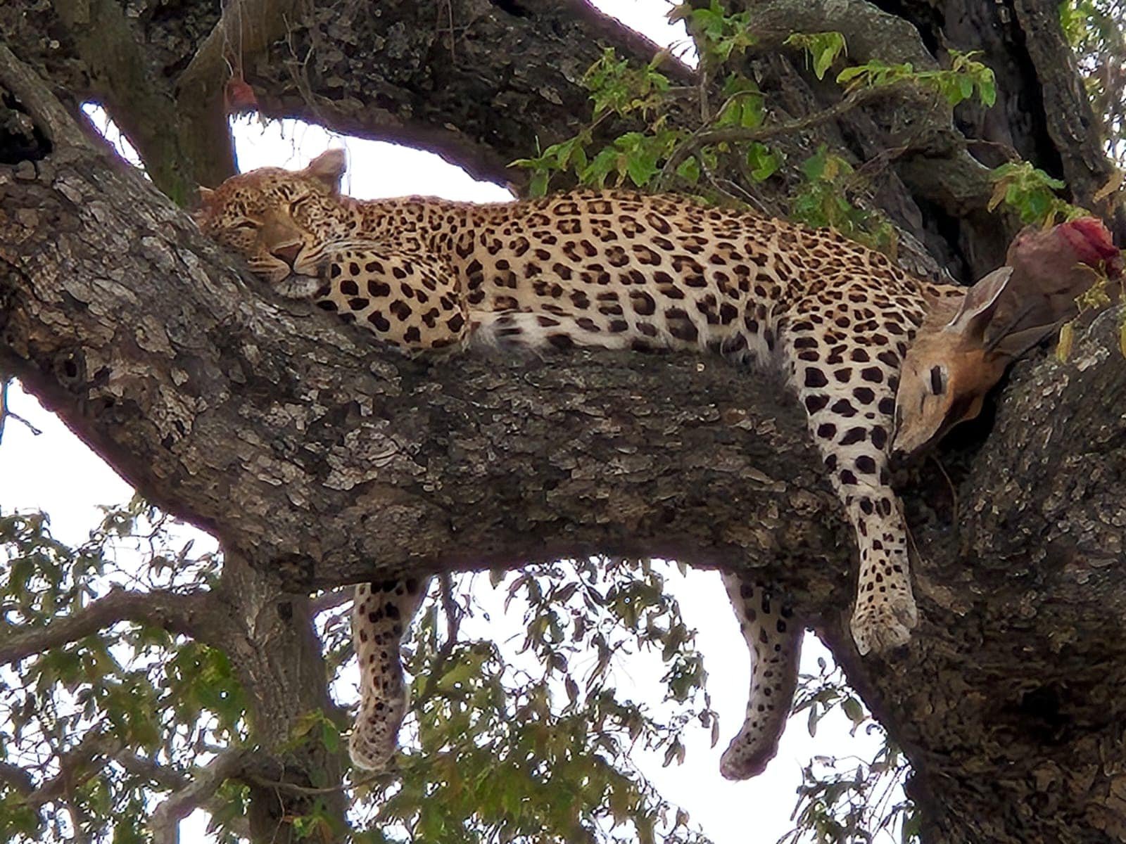 SA-KrugerPark-SN6.jpg
