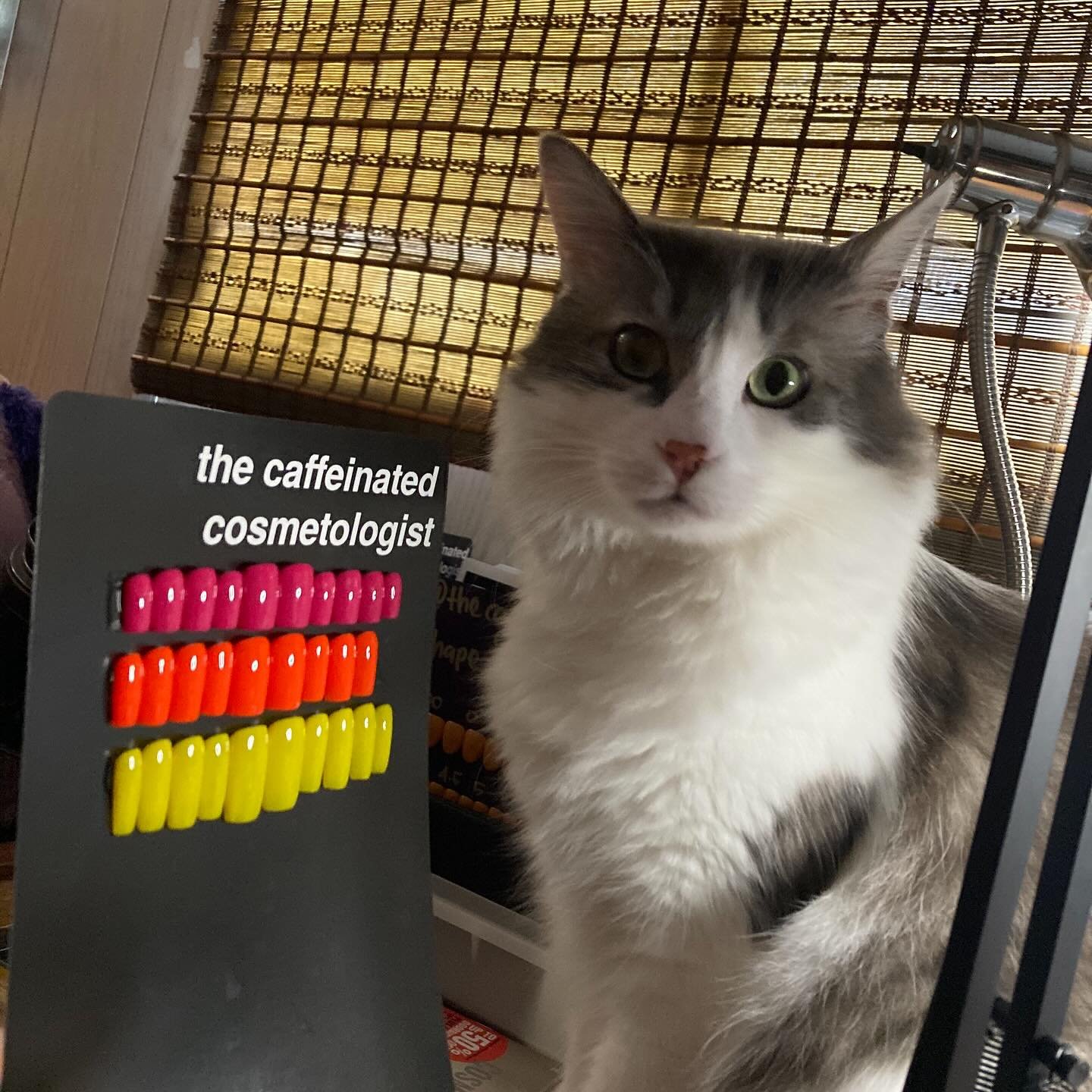puffers is very carefully selecting his favorite colors to take us into spring and summer! 🩷🧡💛

orders OPEN! send me a DM! 📬
i can&rsquo;t wait to hear from you! 🤩

#thecaffeinatedcosmetologist #thepressoncollective #explorepage #explore #presso
