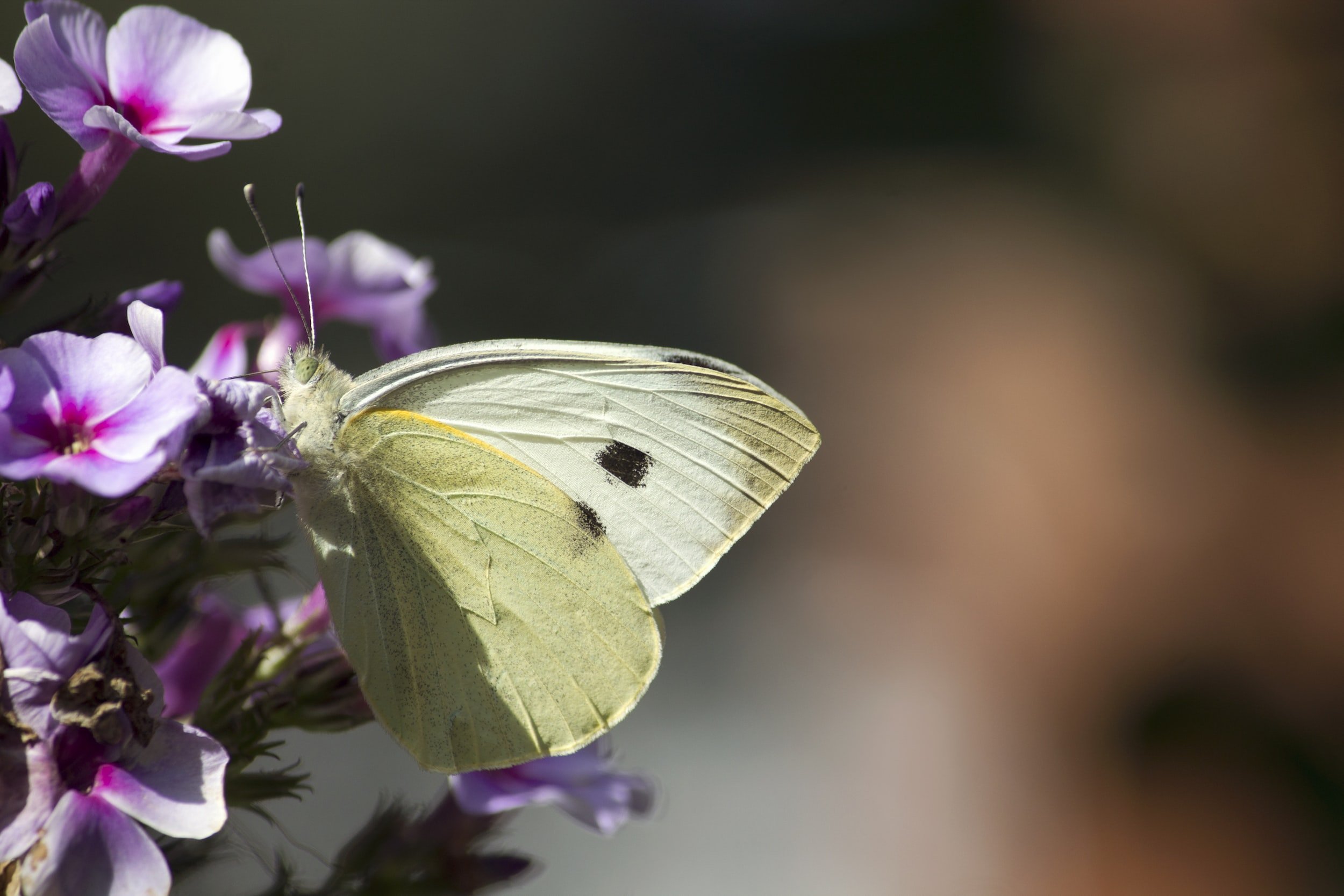 Tips for Organic Cabbage Moth Control