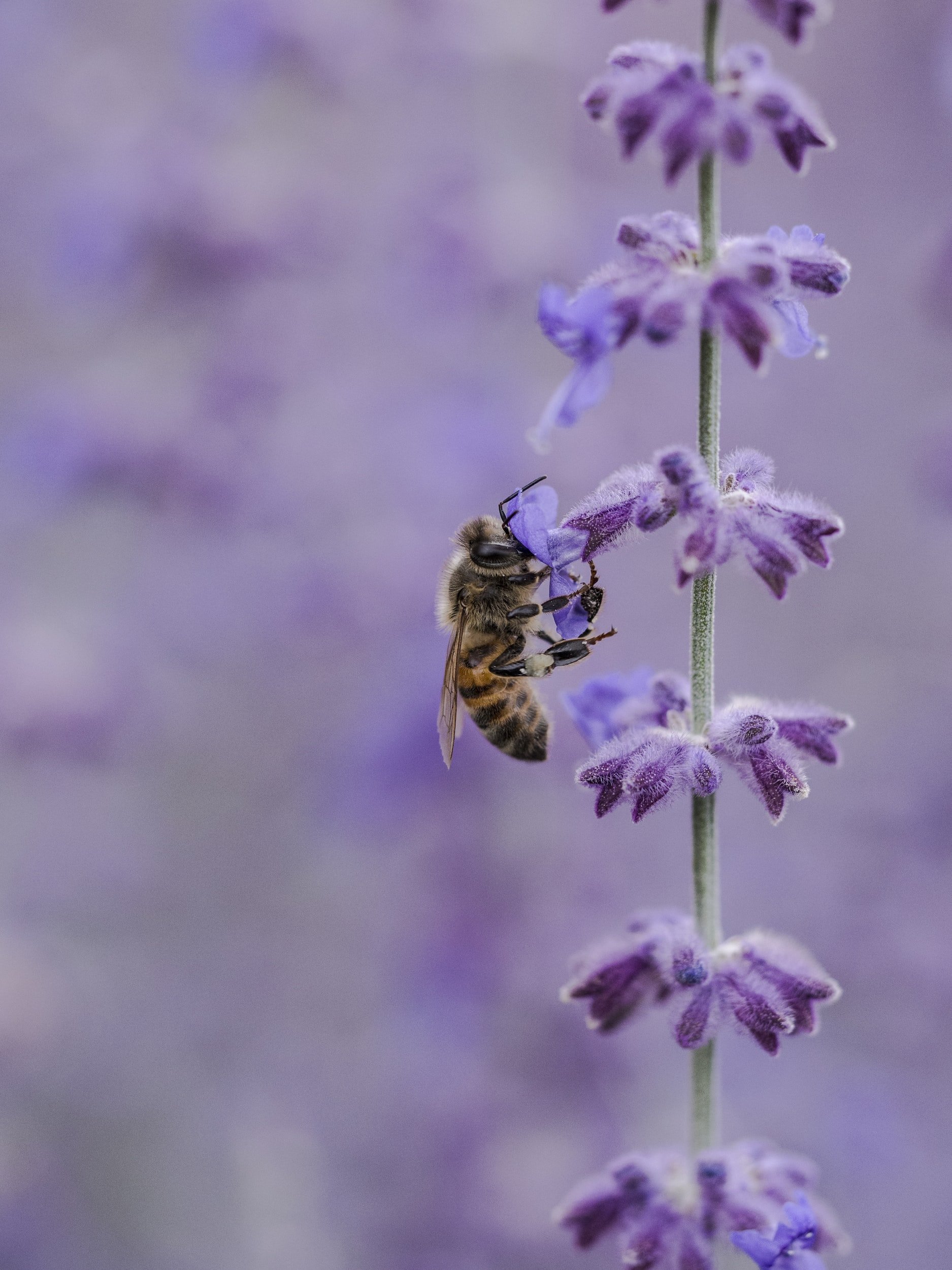 Meet the long-horned mining bee