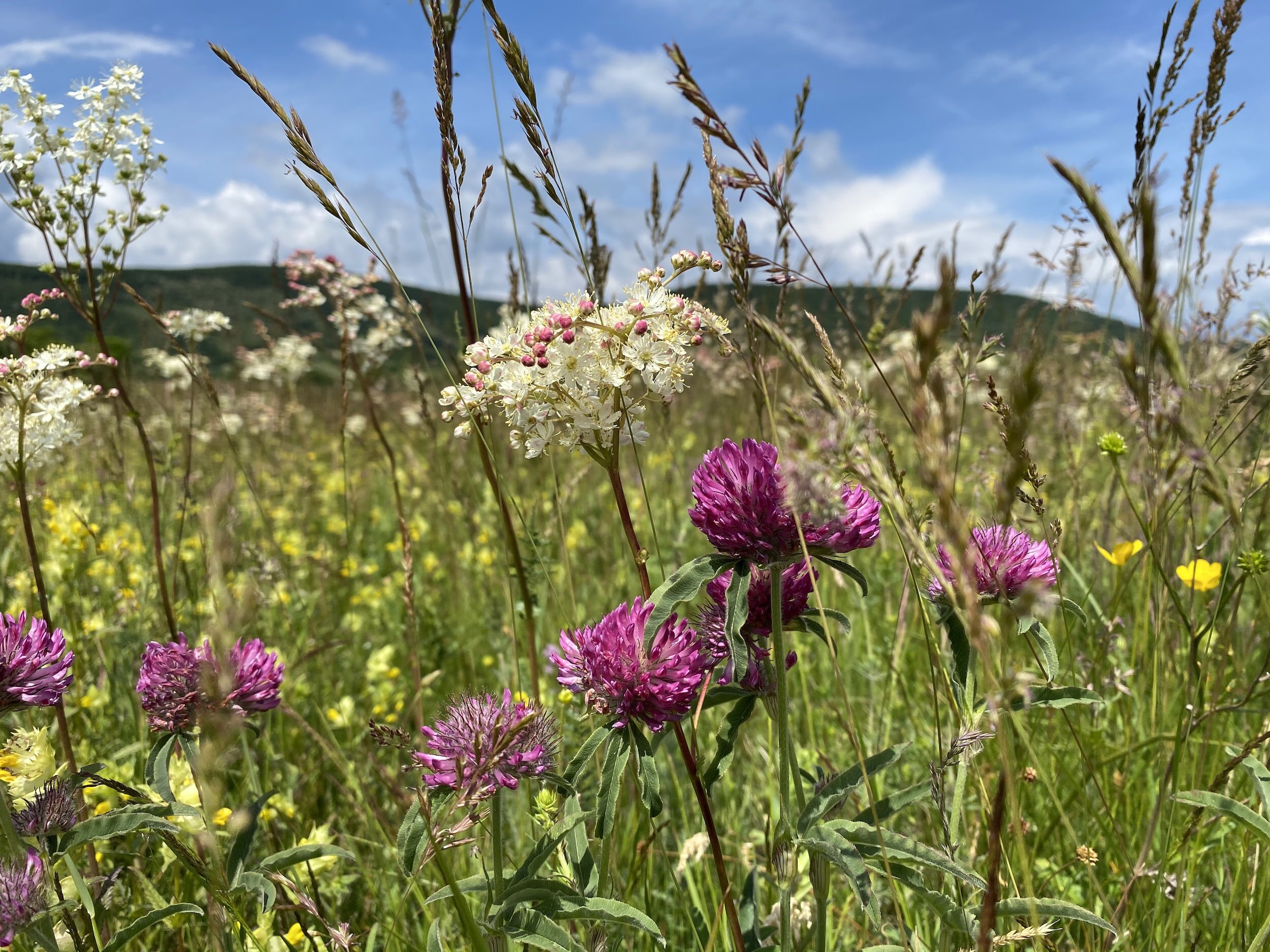 Planting Montana Wildflowers: Skip the Chill (and Still Thrill)!