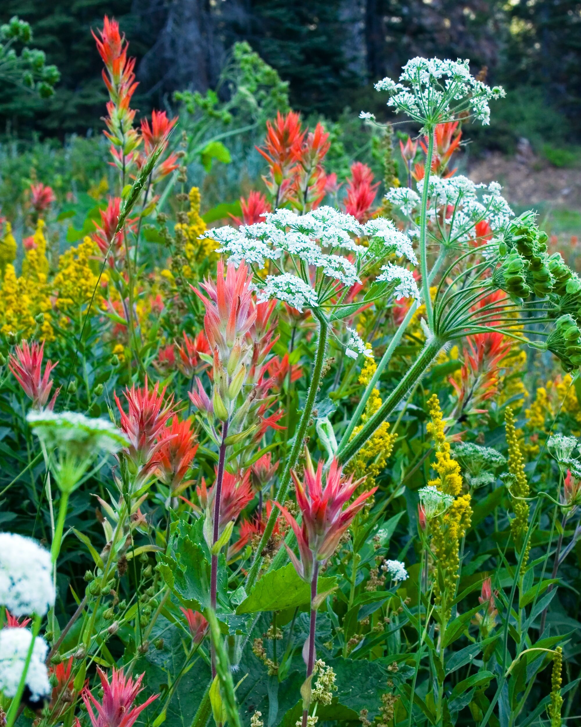 Montana Native Wildflower Seeds