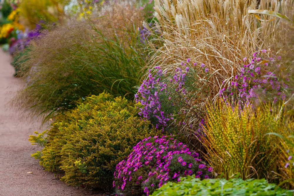 Landscaping With Native Grasses of Montana — Good Natured Gardener