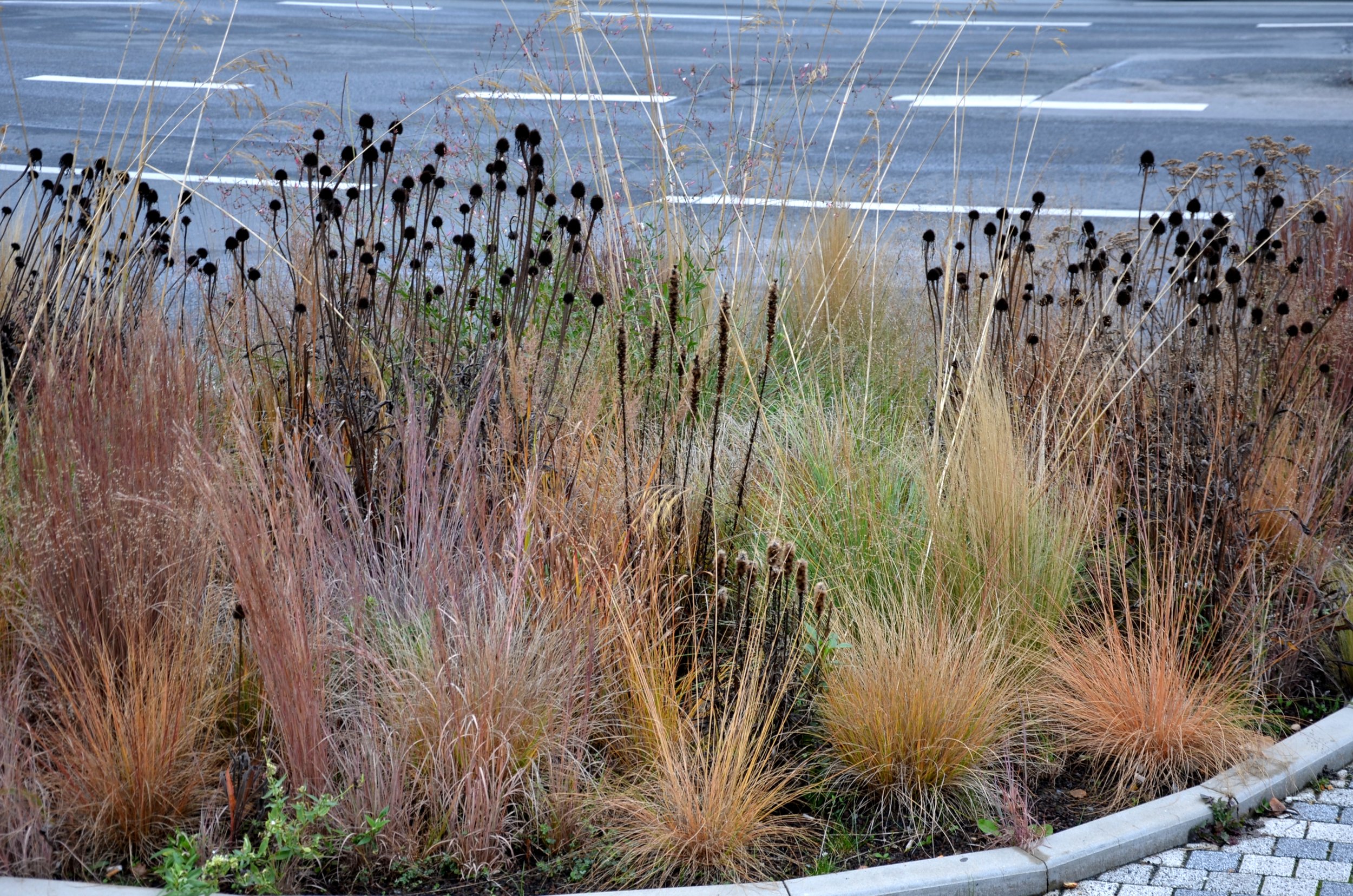 Landscaping With Native Grasses of Montana