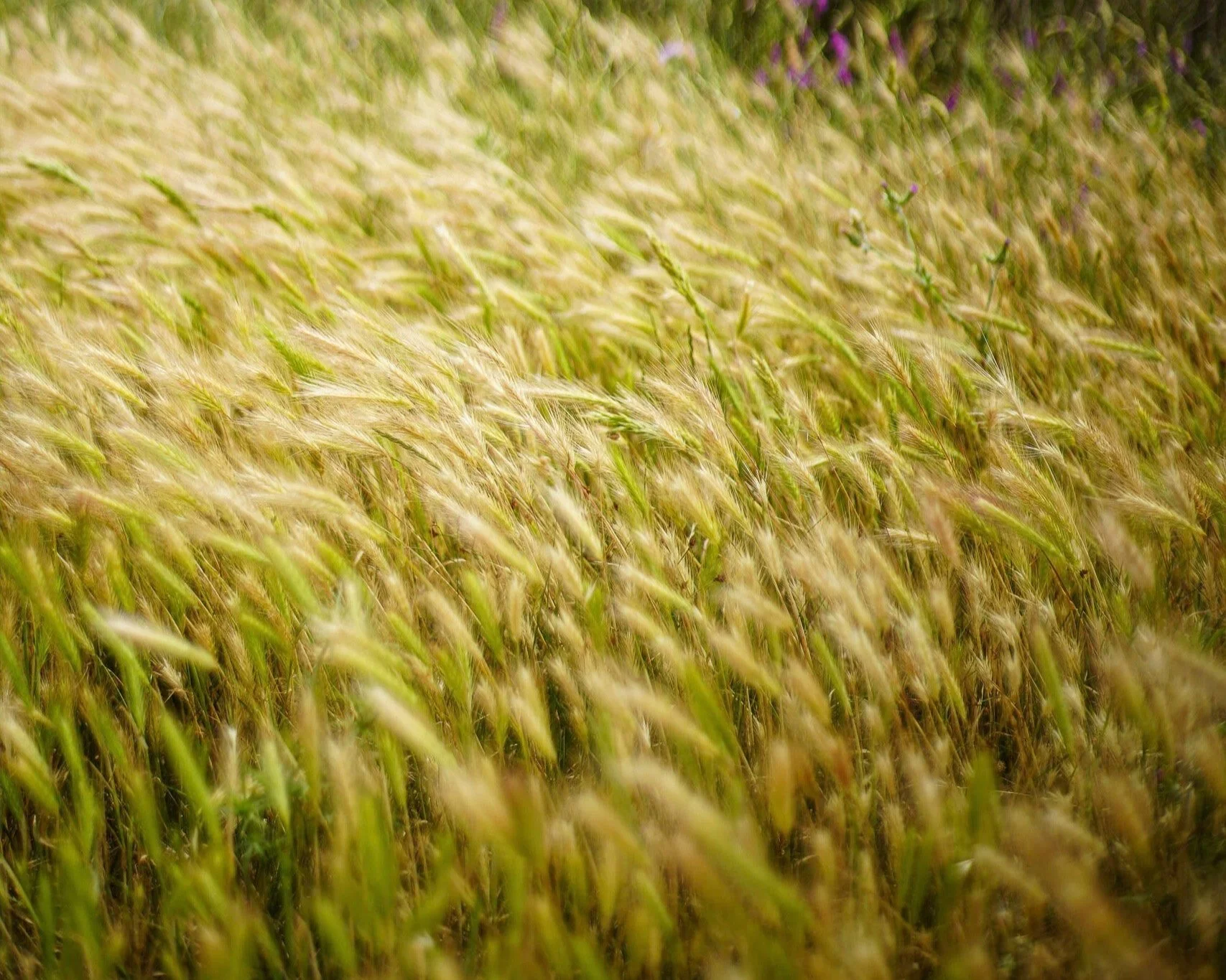 DSC08482.jpg