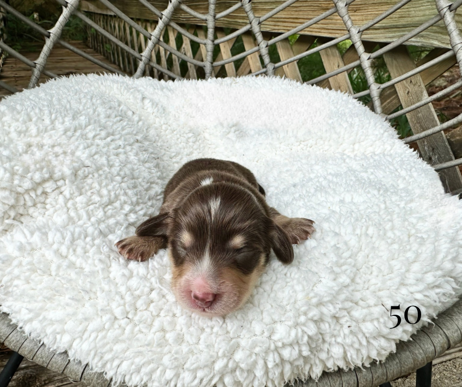 dachshund breeders in texas
