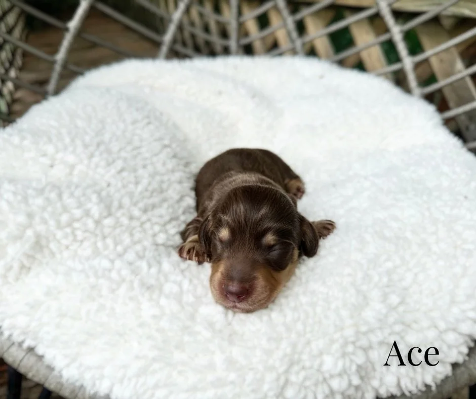 chocolate long haired dachshund puppy