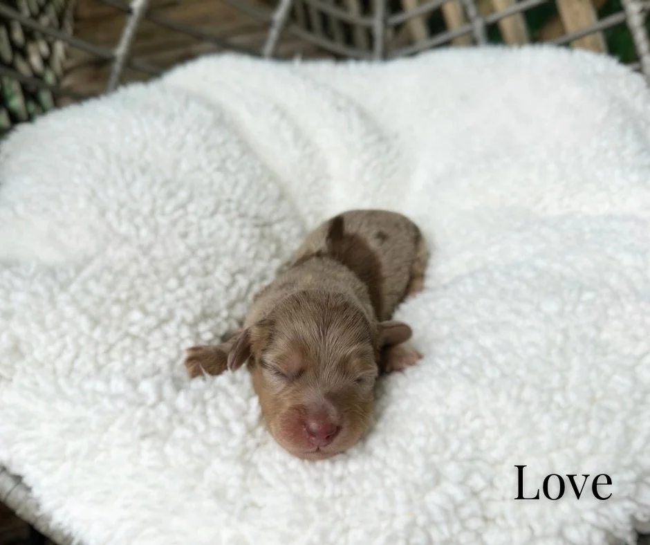 dapple dachshund puppies for sale
