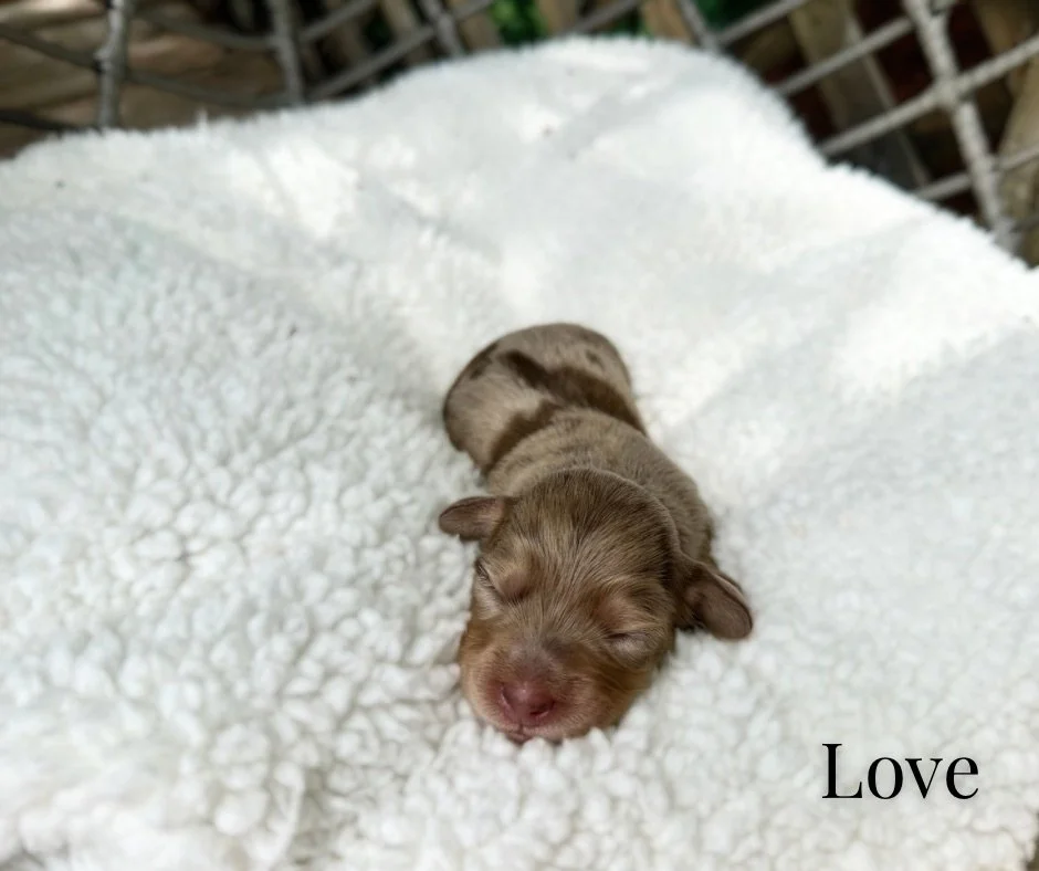 mini dachshunds for sale in kansas