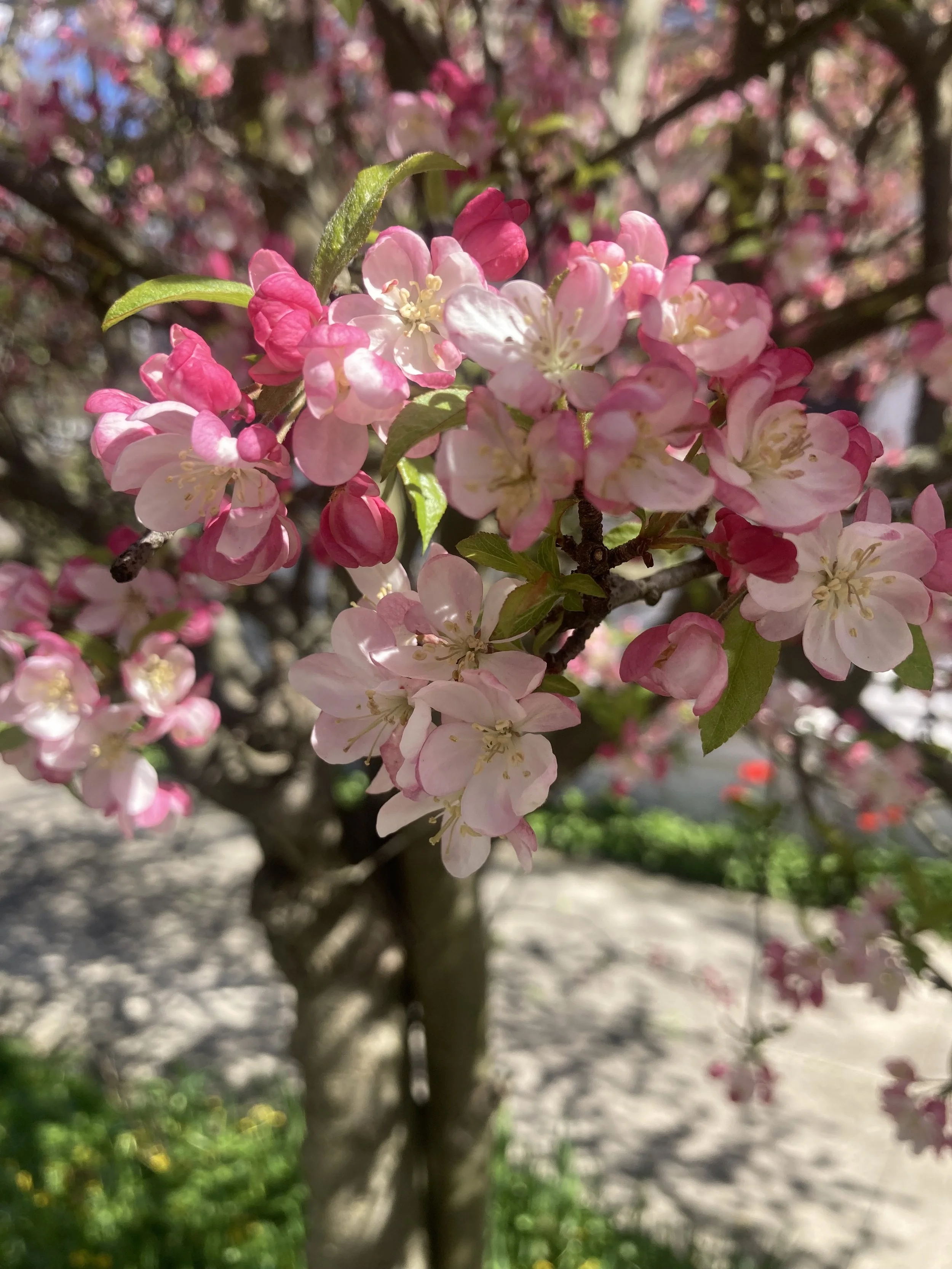 Herb Blending Ceremony