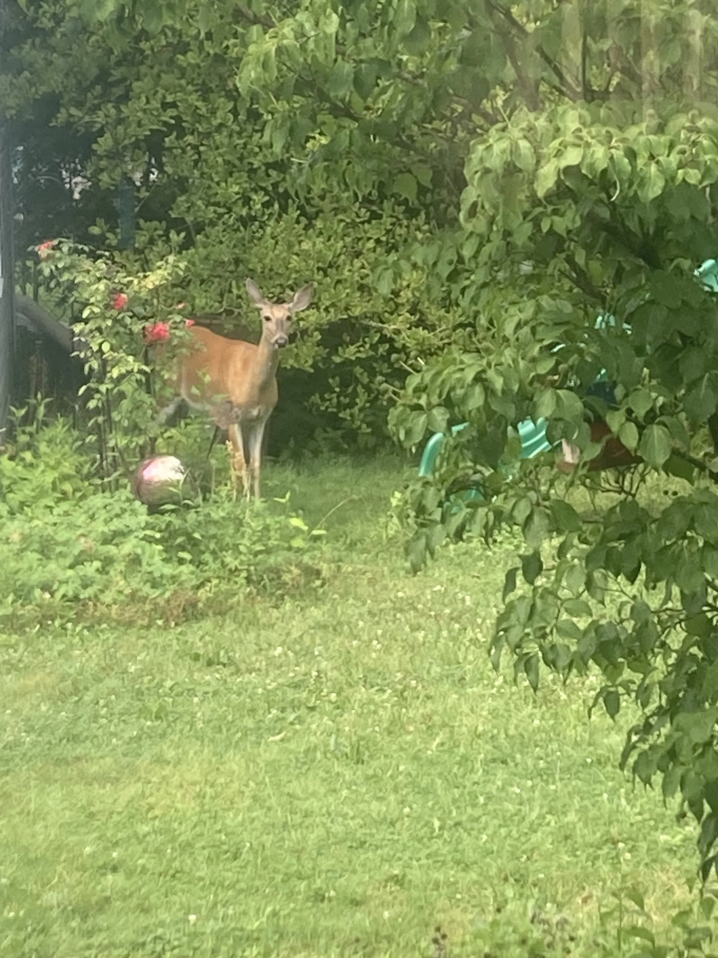 Earth Day Meditation