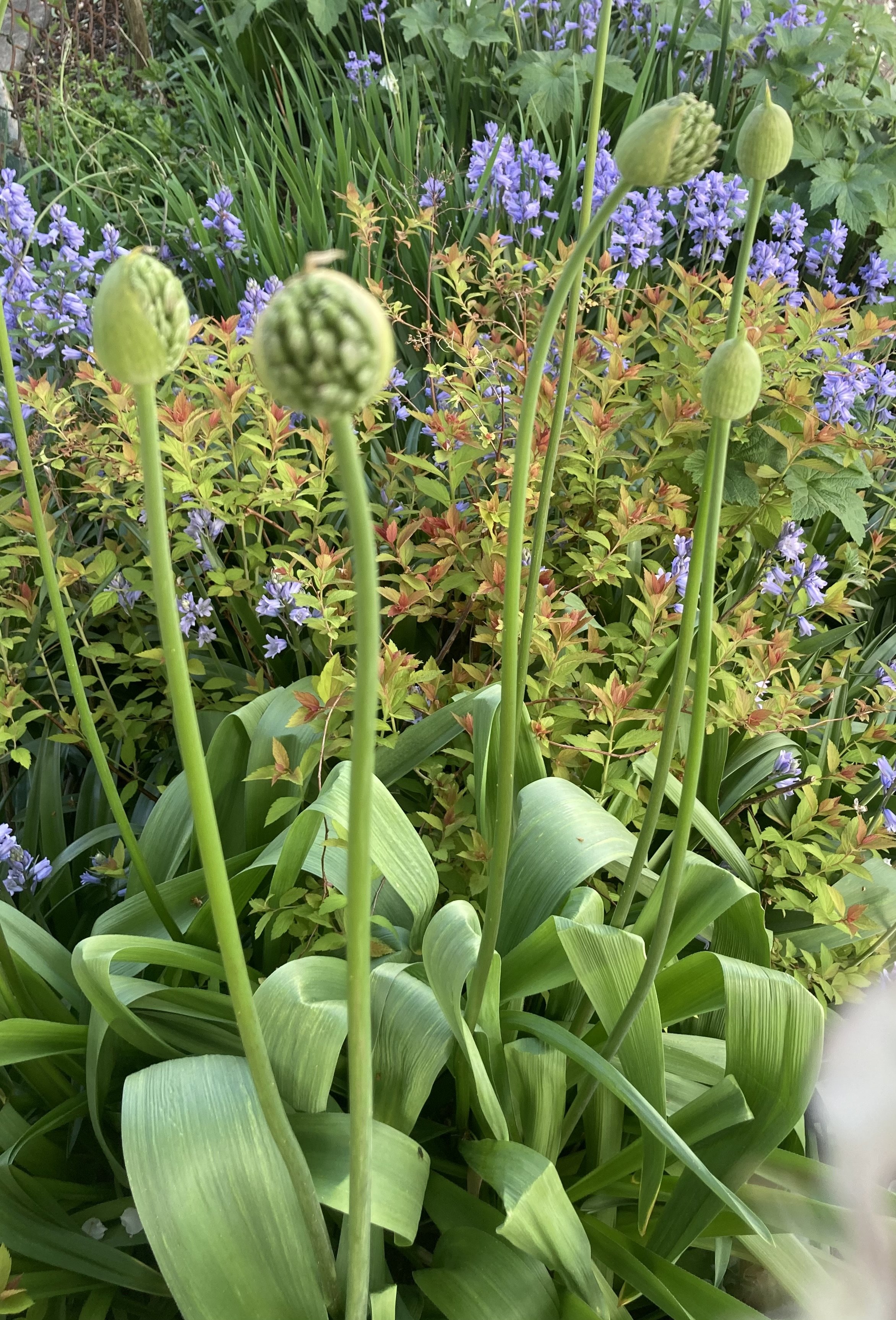 April Yoga 4-week Spring Series