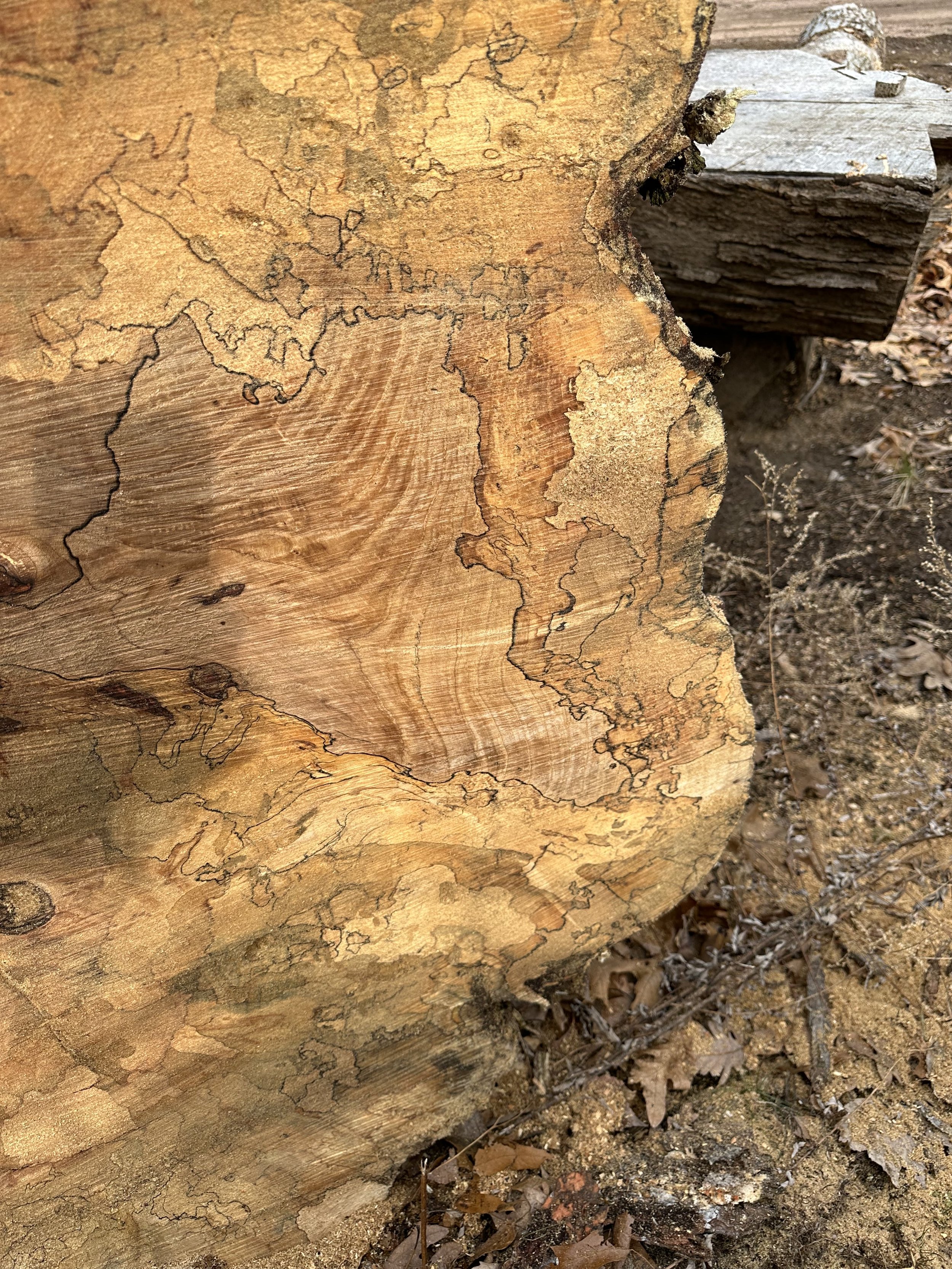 Gnarly Spalted Maple Stump Cookies (2).jpg