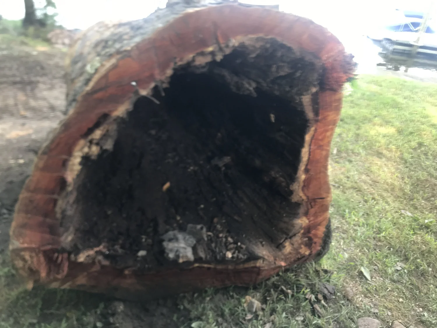 Hollow Sycamore Recovery from CT River — WoodGeeks