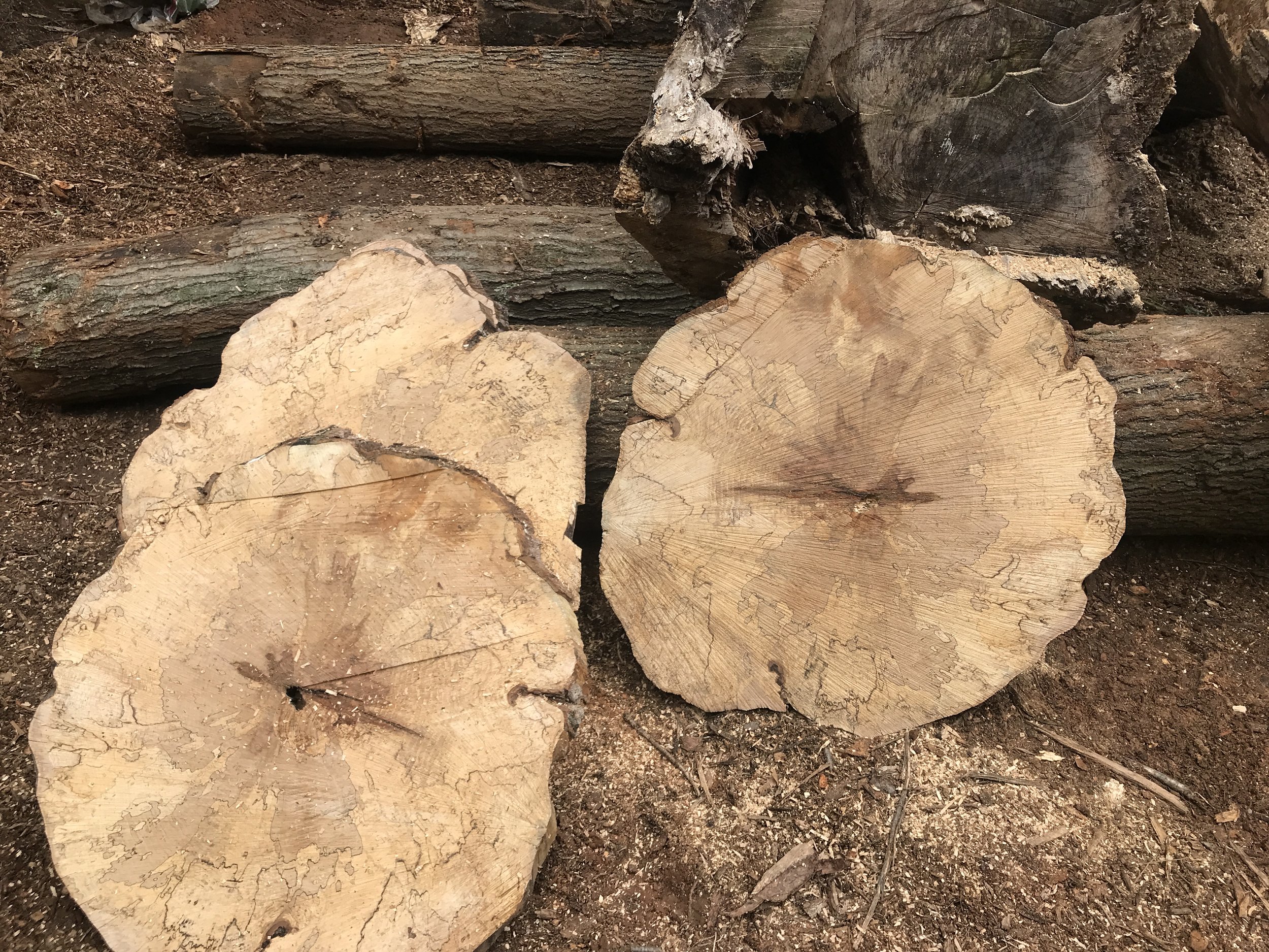 Spalted Maple 03.jpg