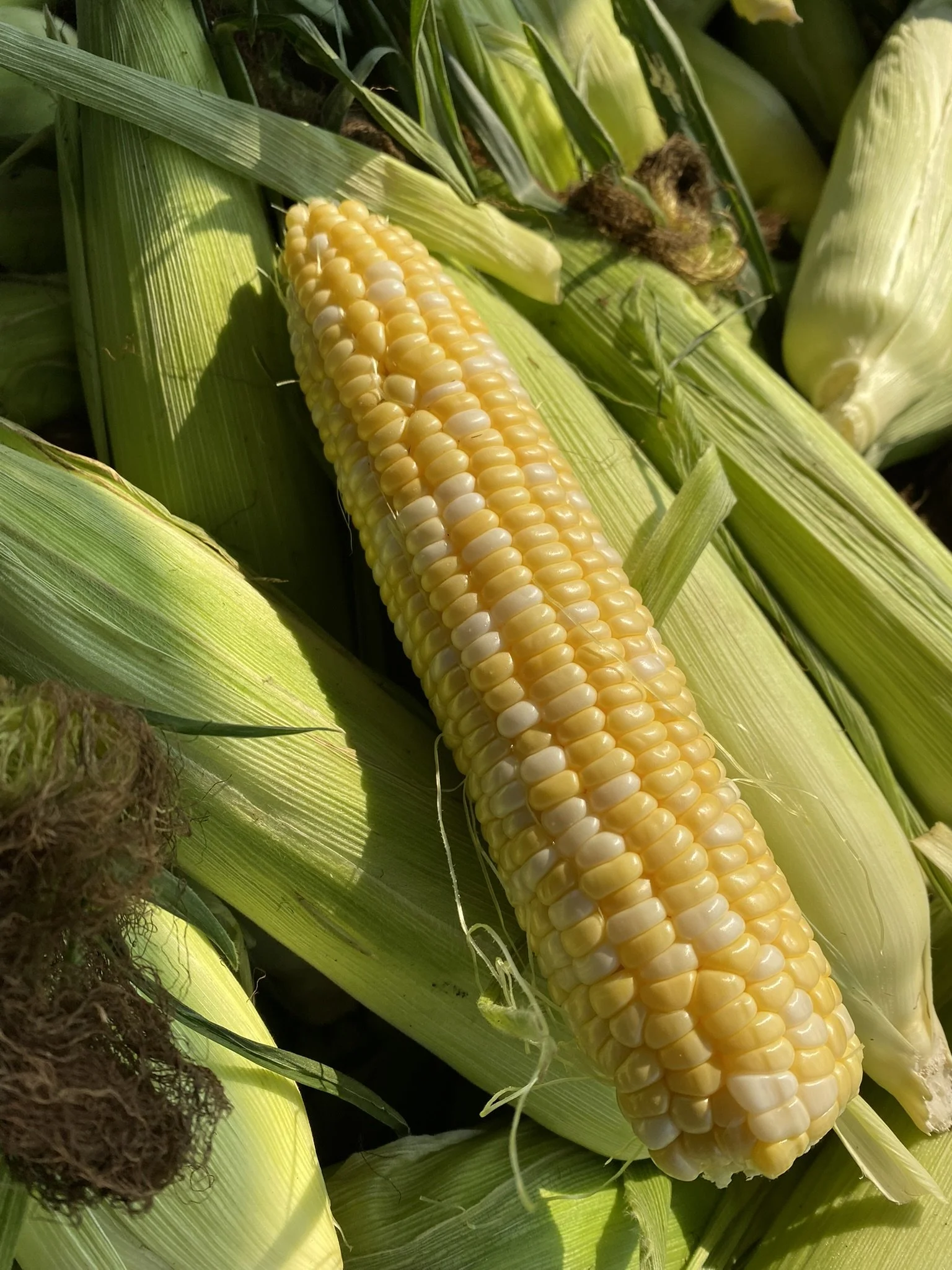 2026 Sweet Corn Sales