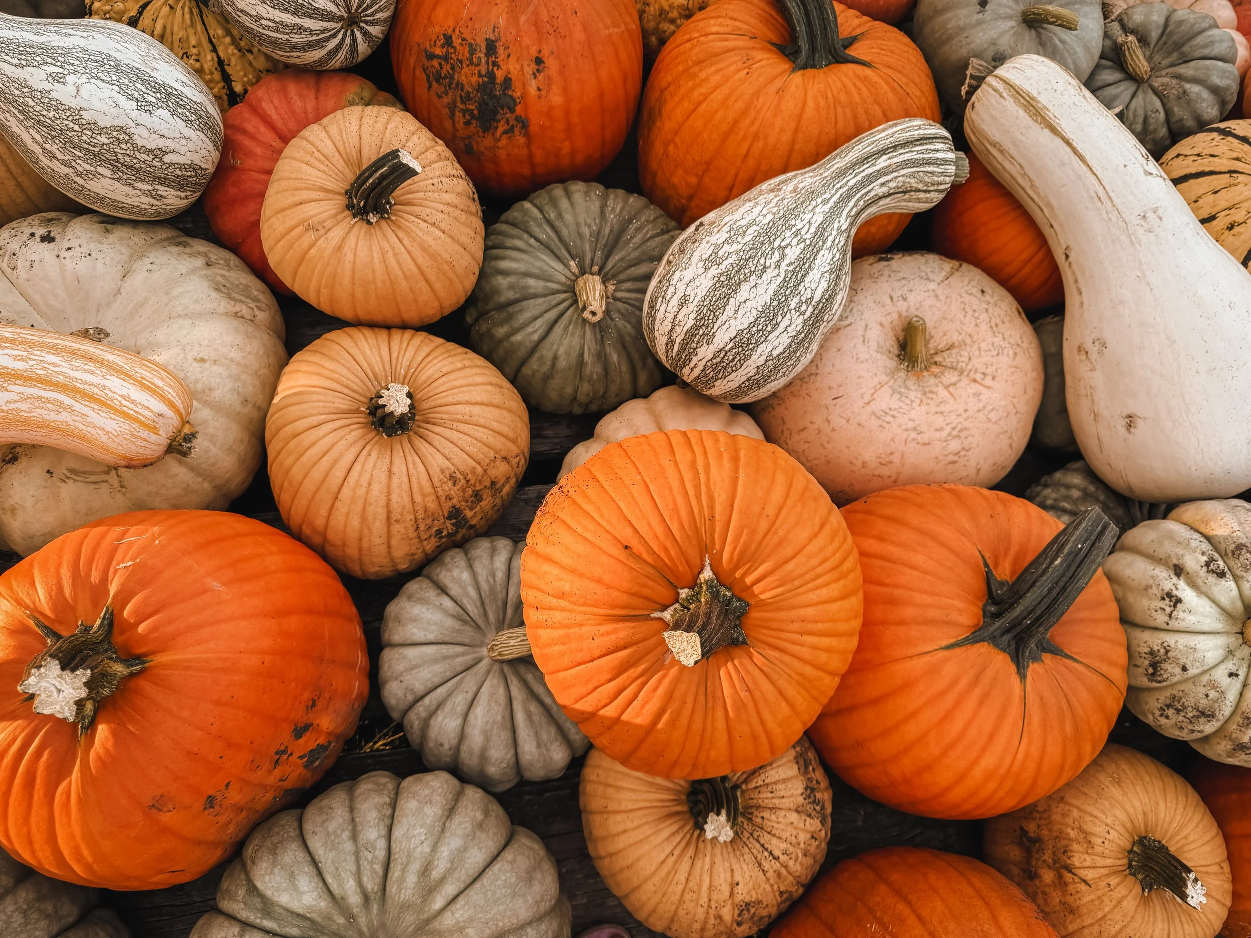 2026 Fall Pumpkin Sales