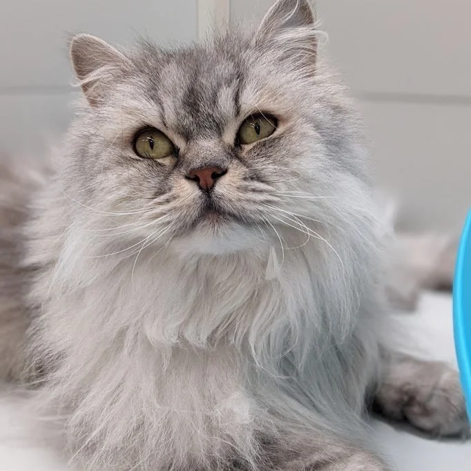 Boarding rates at — Meowhaus Cattery Brunswick | Cat Boarding