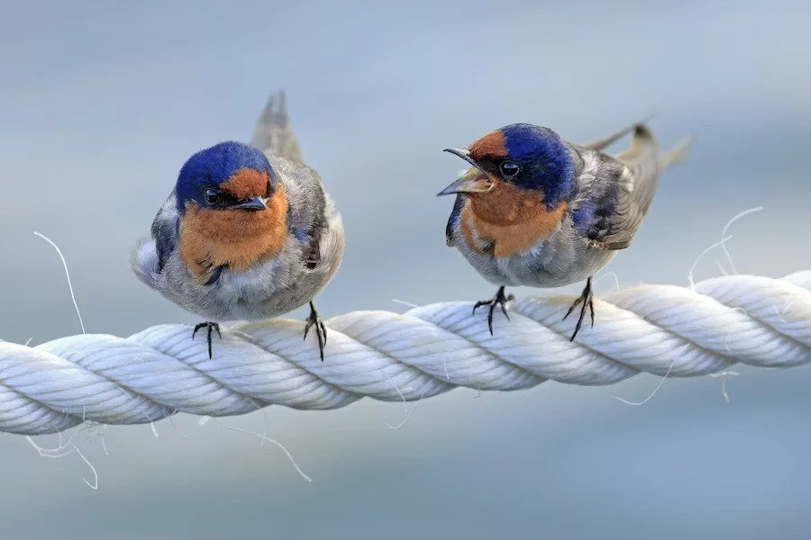 Two birds beside each other on a rope