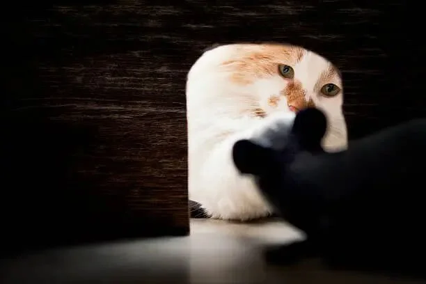 Cat looking out of hiding spot
