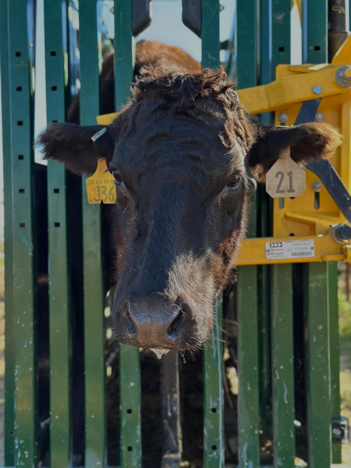 It was a great weekend working cattle! Thanks to our OWR family and friends for helping get the herd vaccinated, preg checked, and the babies tagged. 

Keep an eye out for the recap video 👀

#owrwagyu #wagyu #ranchweekend