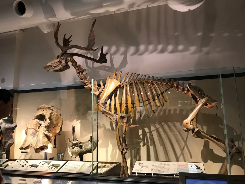 IMG_3222.jpeg