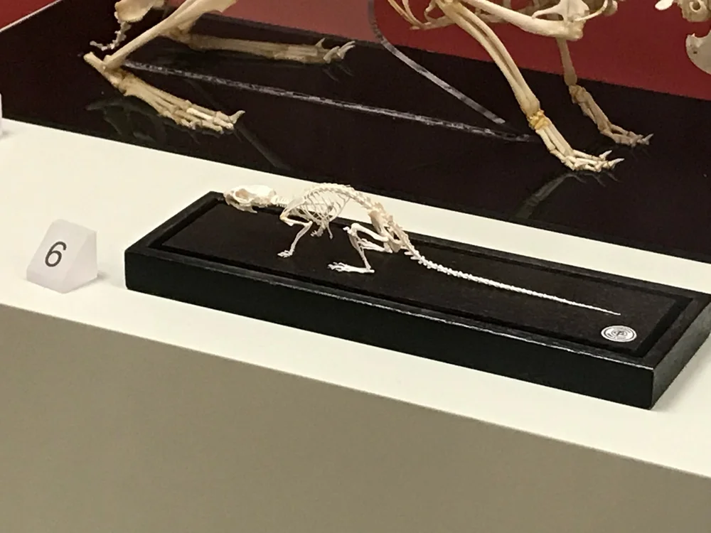 IMG_6083.jpeg