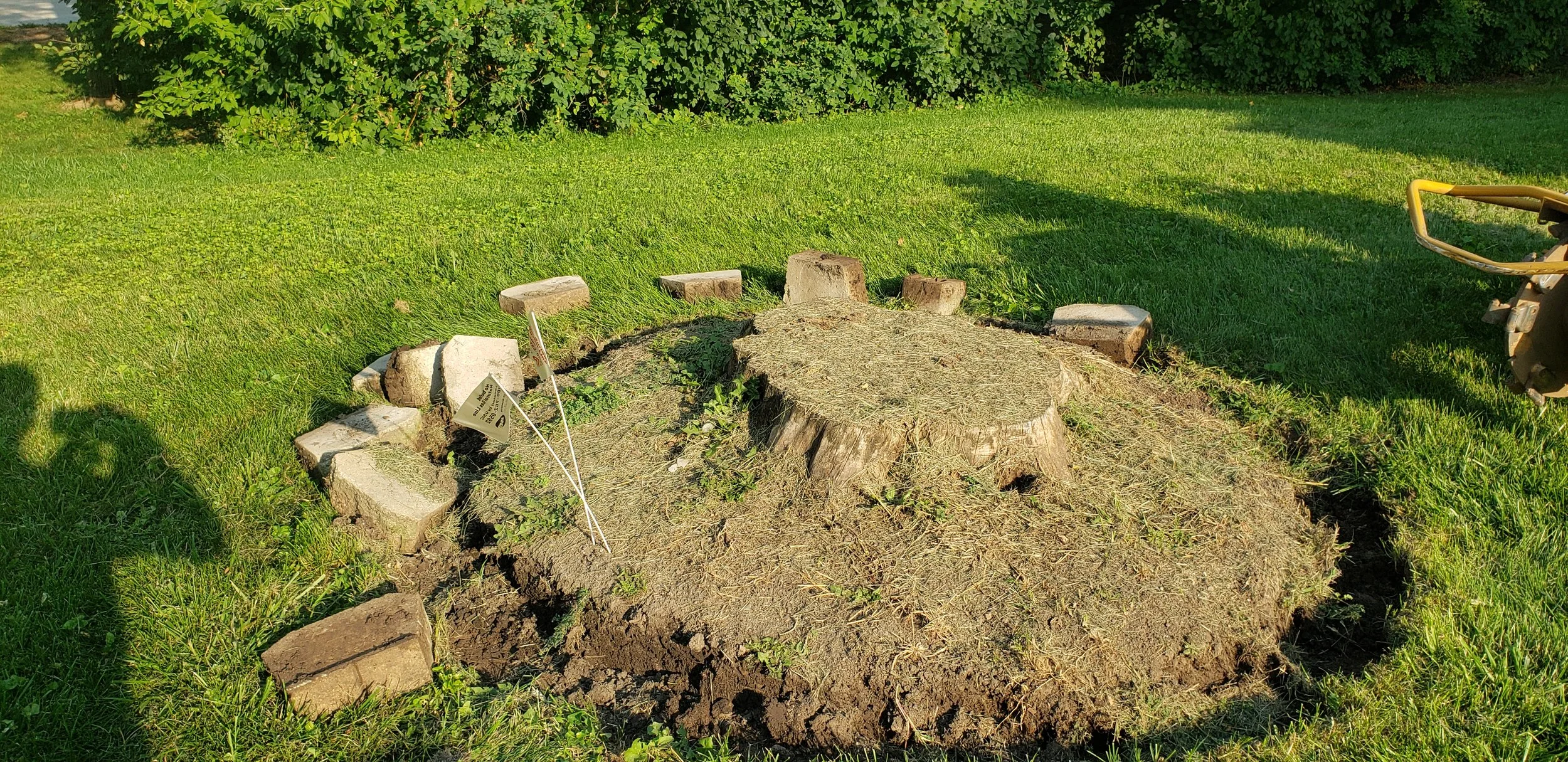 20220908 Stump Before.jpg